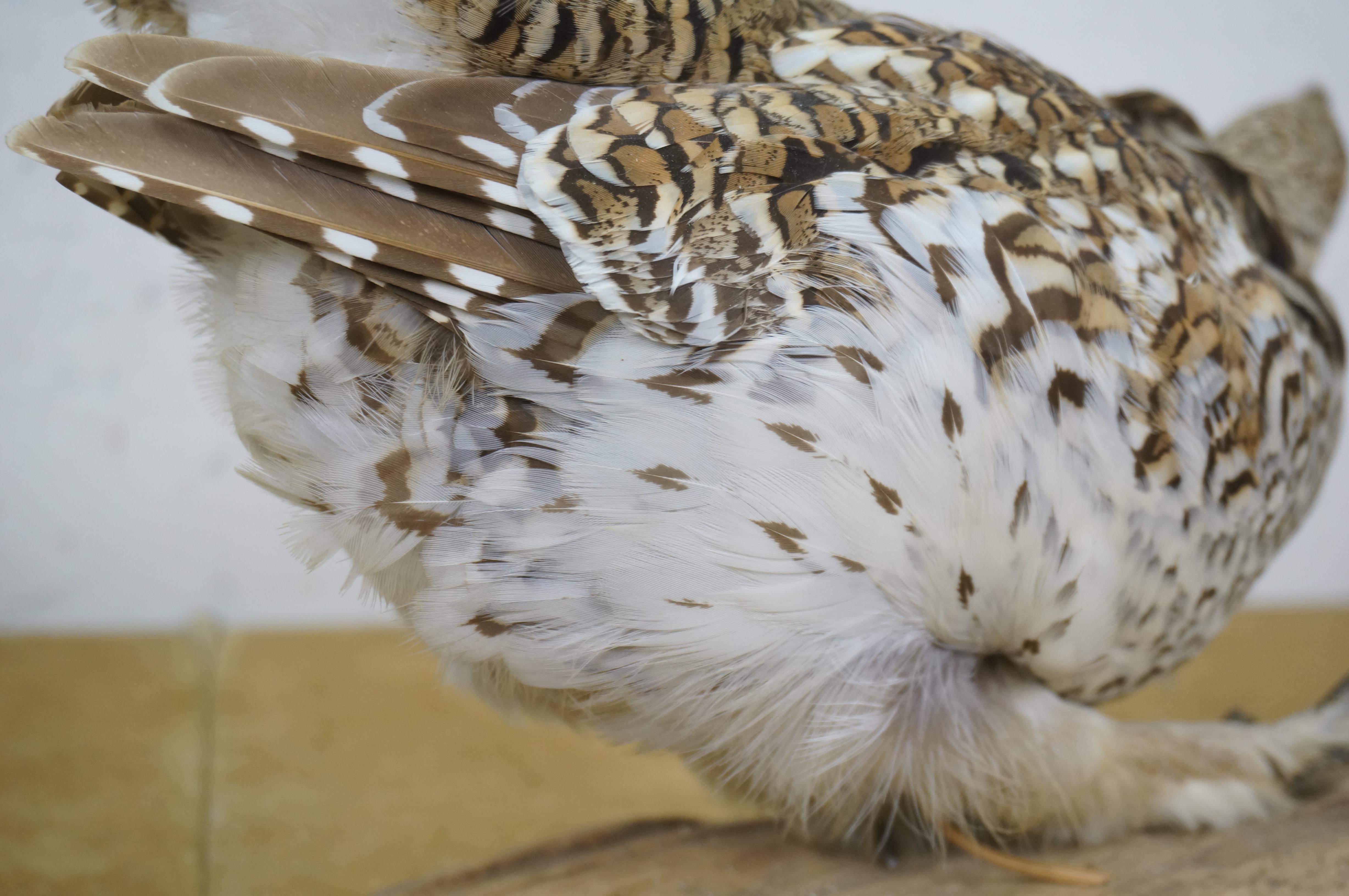 Vintage Sharptail Grouse Taxidermy Ptarmigan Pheasant Bird Mount 14