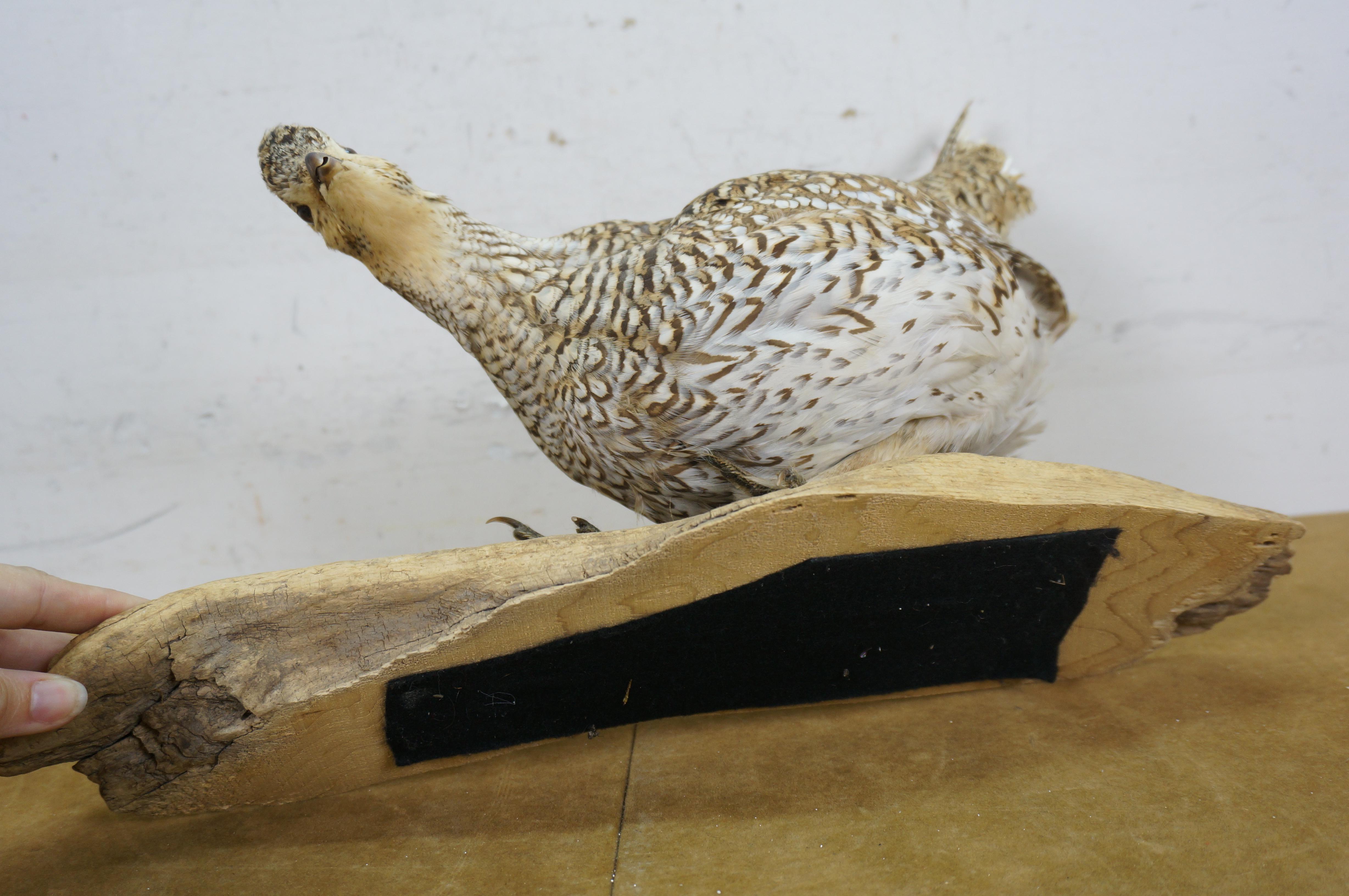 Vintage Sharptail Grouse Taxidermy Ptarmigan Pheasant Bird Mount 14