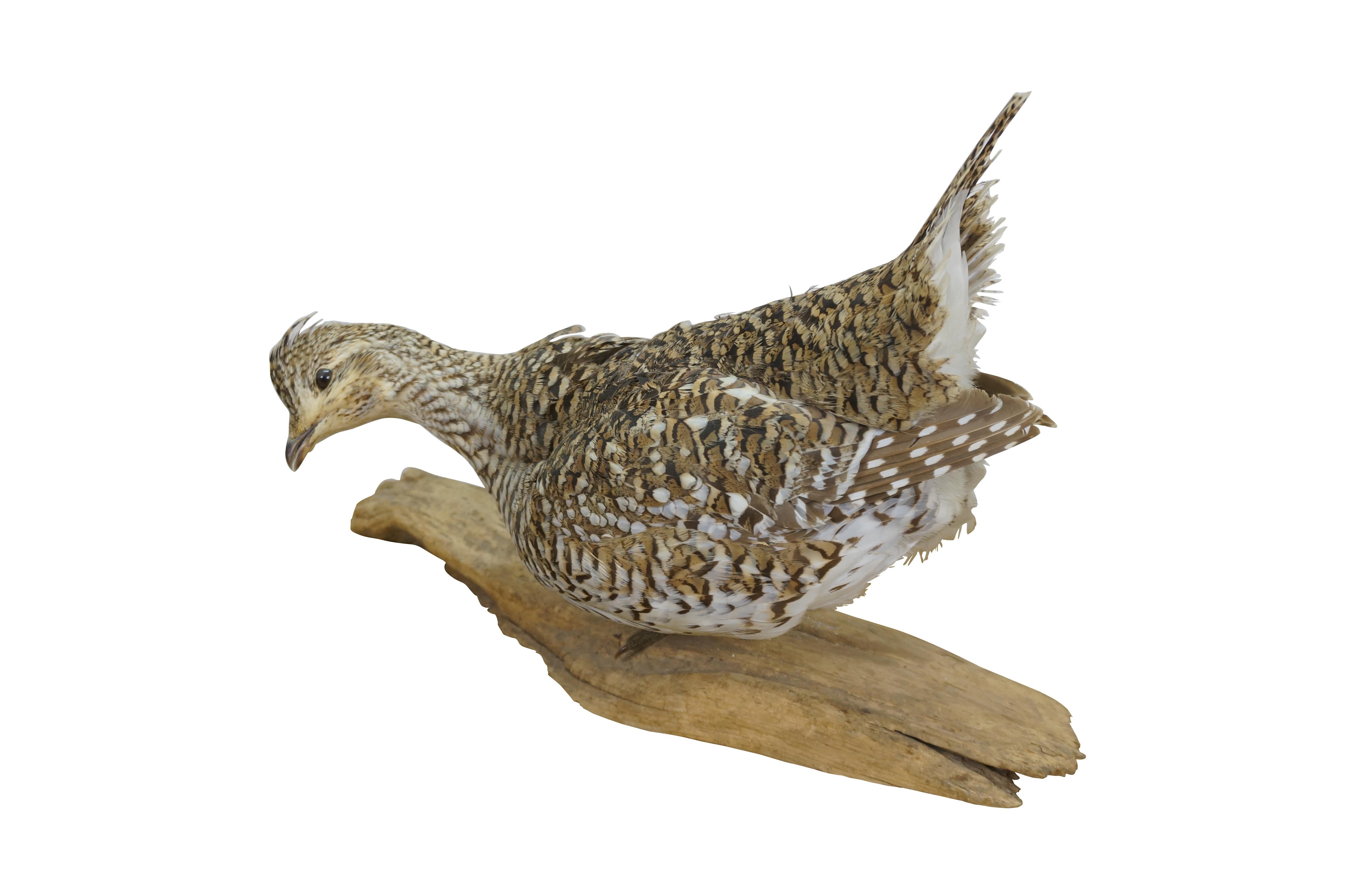 Vintage Sharptail Grouse game bird taxidermy mount on driftwood base.

Dimensions:
17
