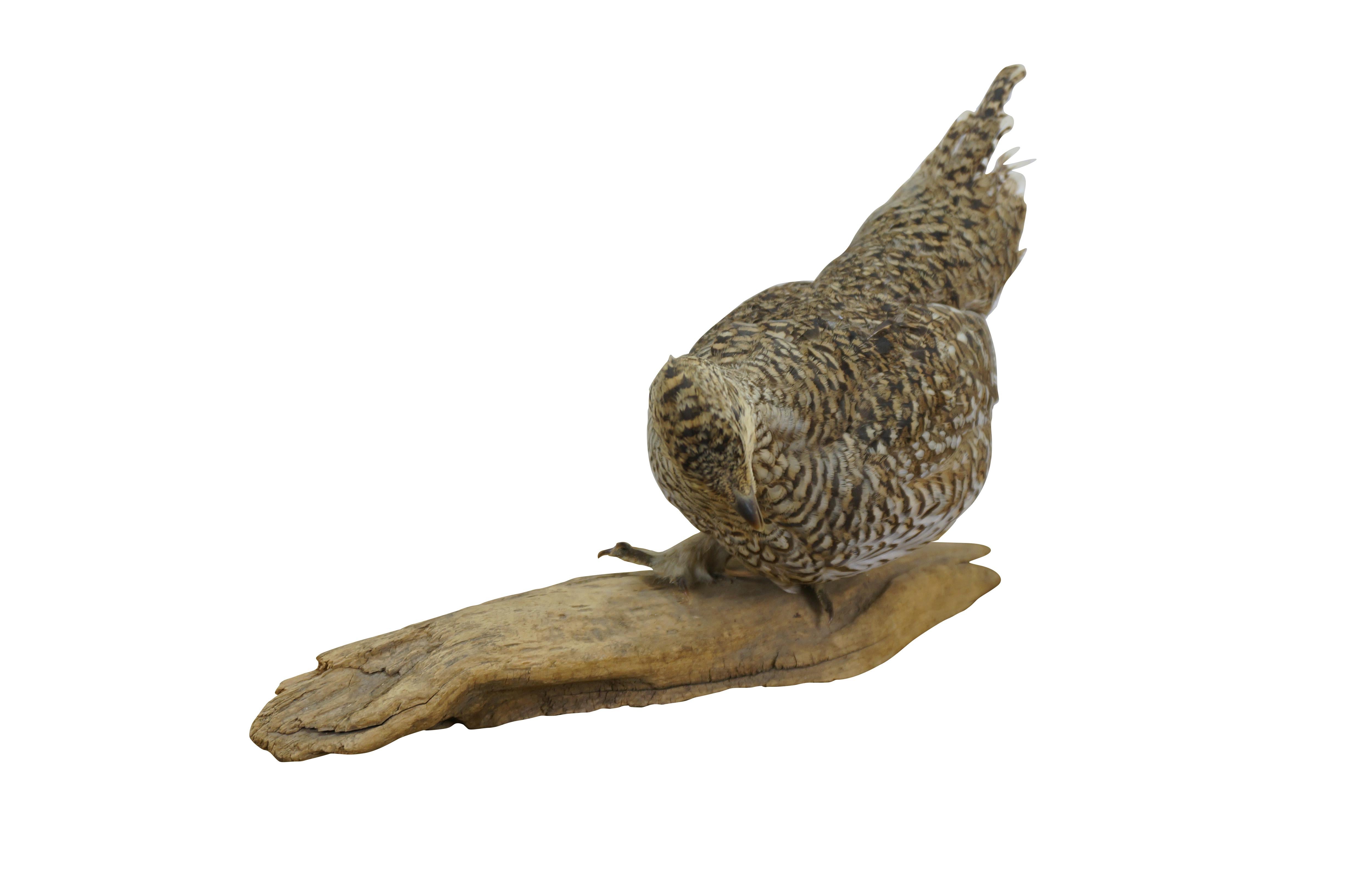 Country Vintage Sharptail Grouse Taxidermy Ptarmigan Pheasant Bird Mount 14
