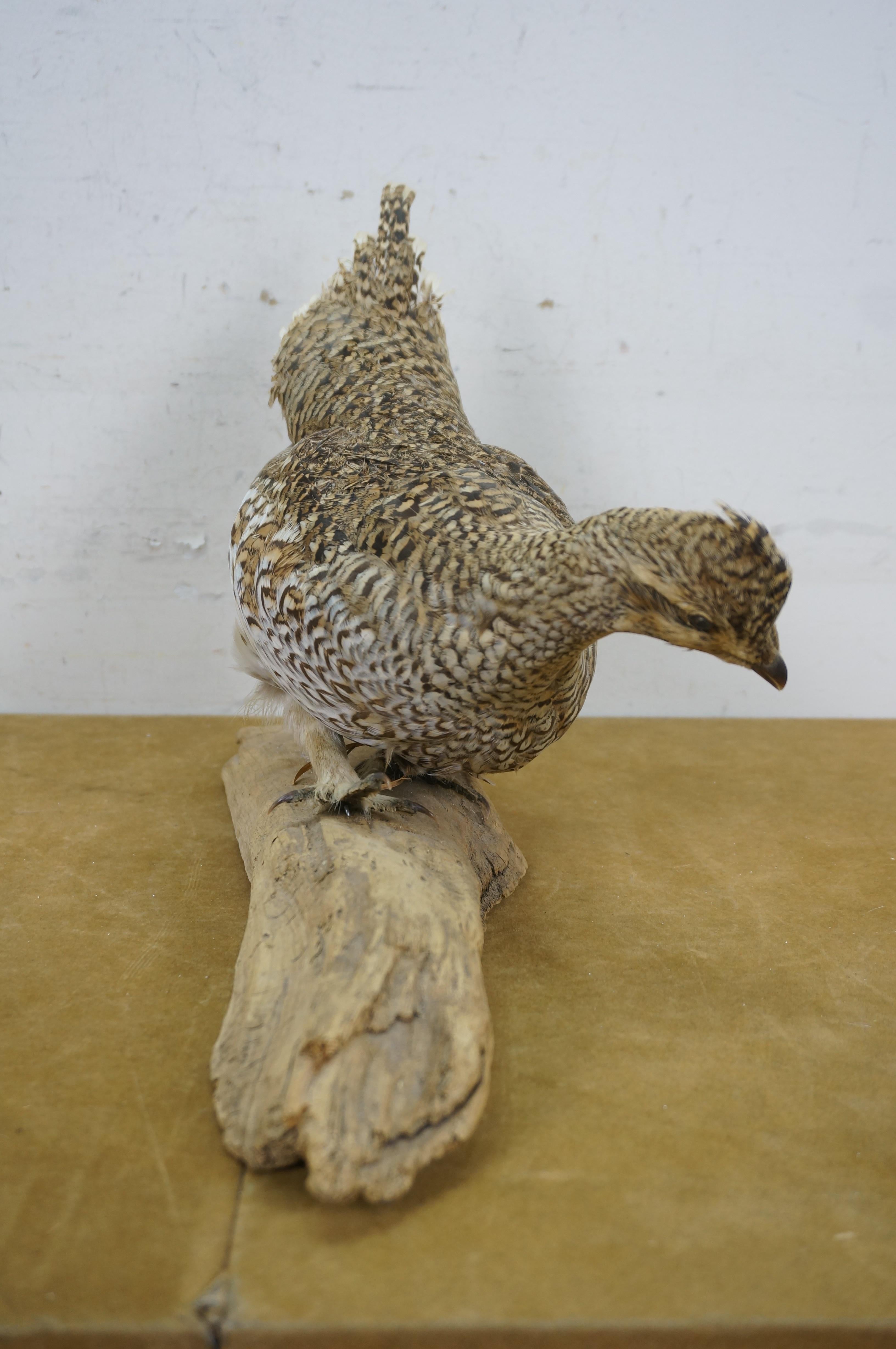 American Vintage Sharptail Grouse Taxidermy Ptarmigan Pheasant Bird Mount 14