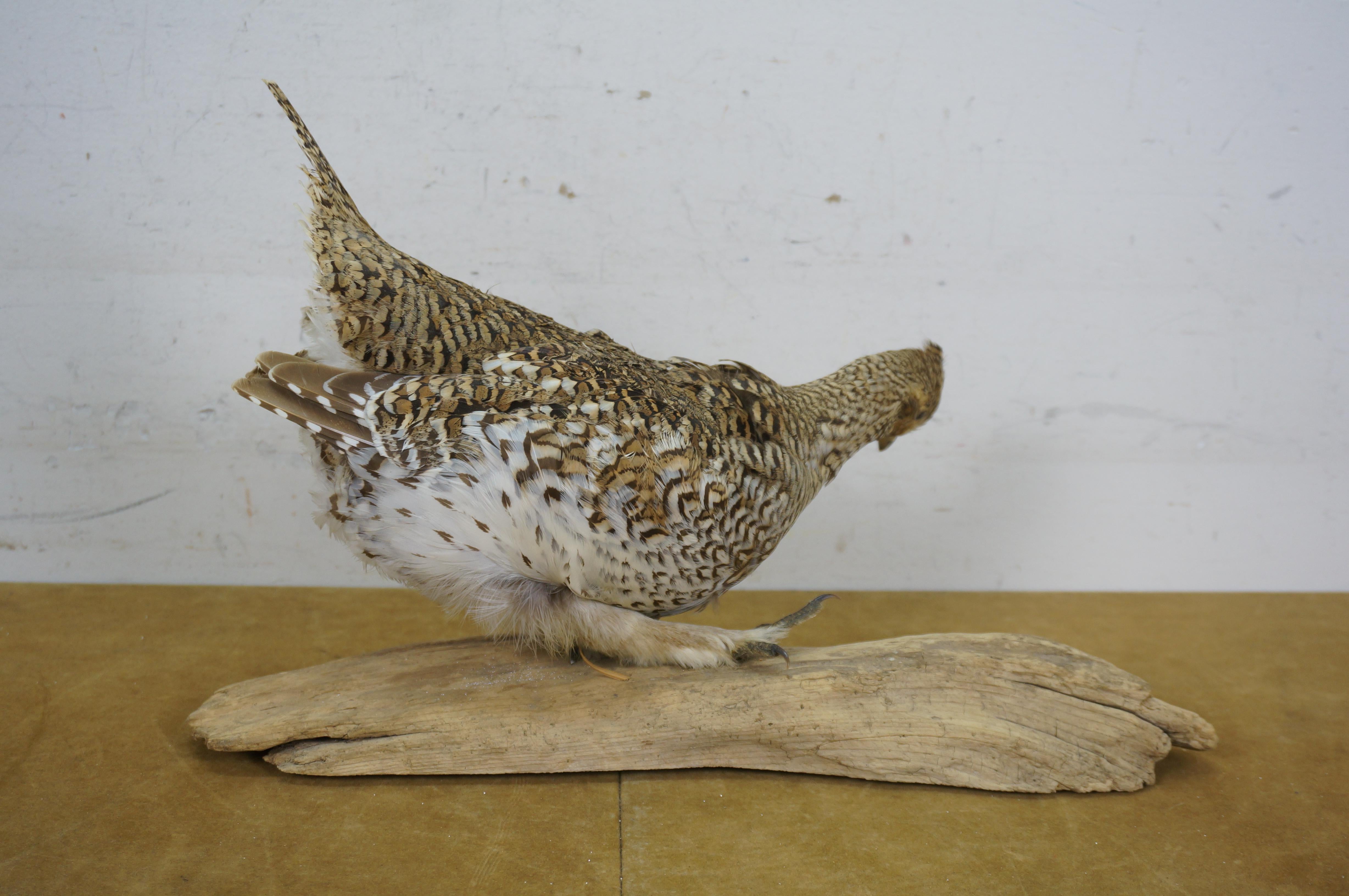 Vintage Sharptail Grouse Taxidermy Ptarmigan Pheasant Bird Mount 14