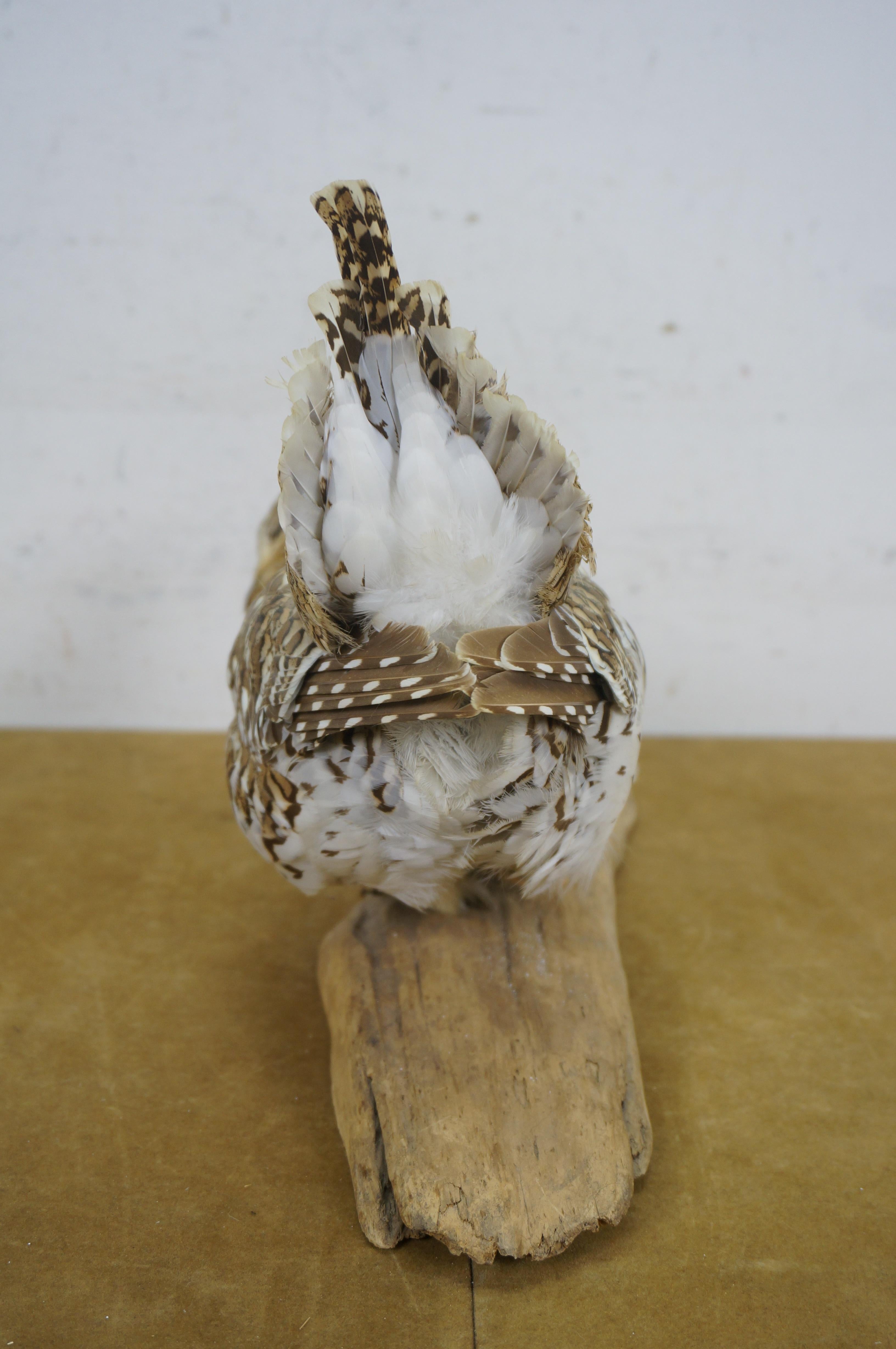 20th Century Vintage Sharptail Grouse Taxidermy Ptarmigan Pheasant Bird Mount 14