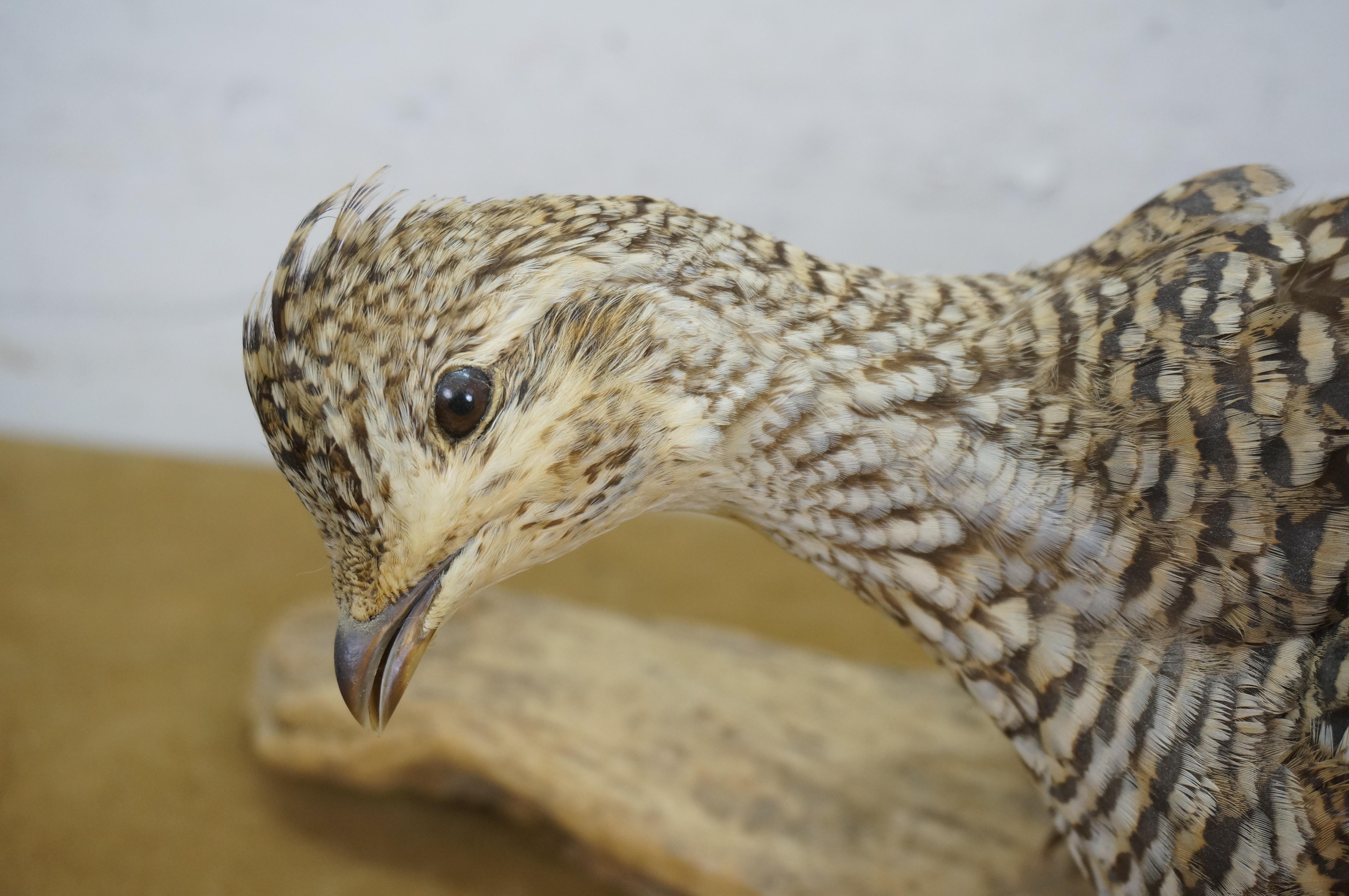 Vintage Sharptail Grouse Taxidermy Ptarmigan Pheasant Bird Mount 14
