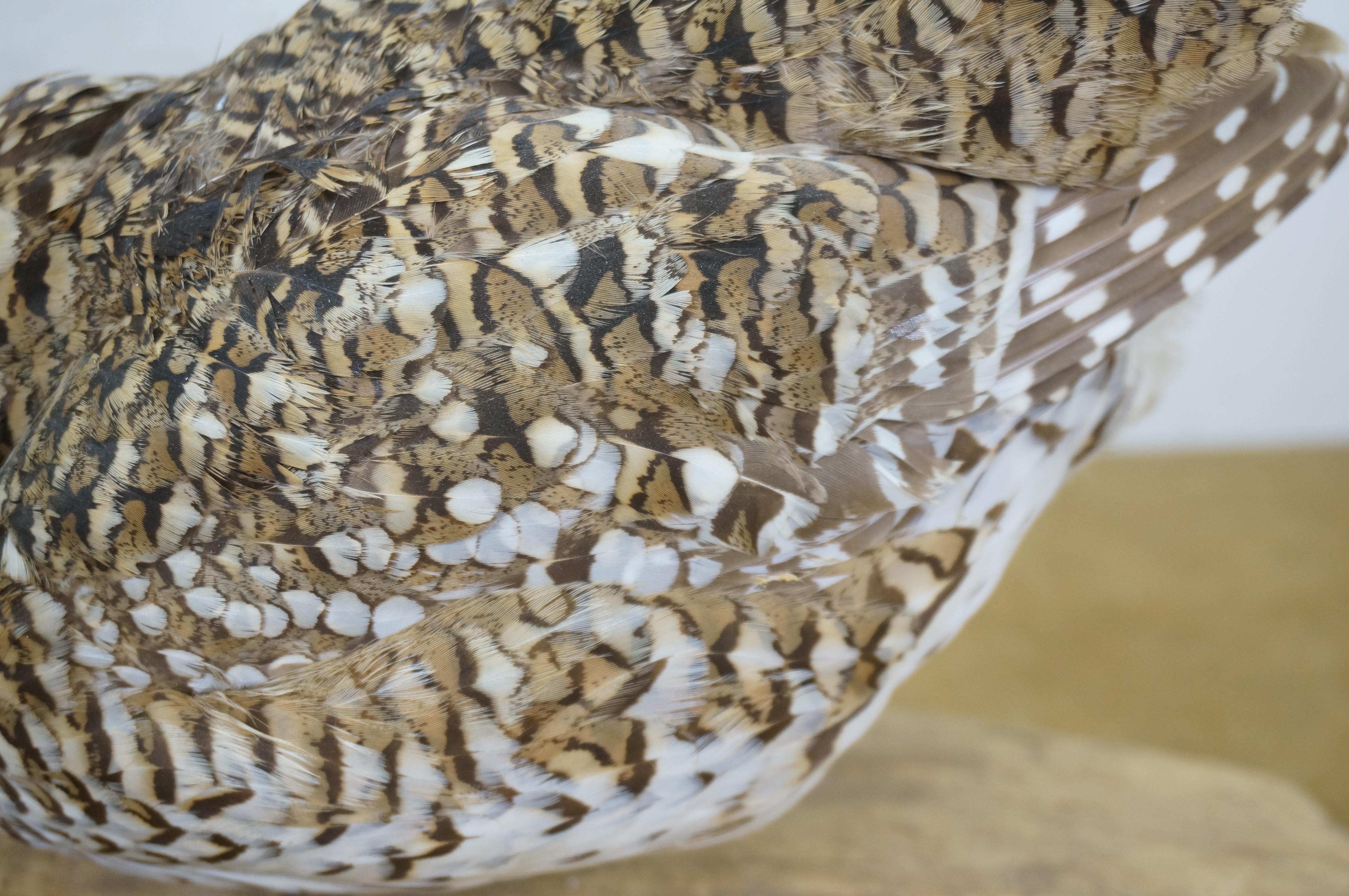 Vintage Sharptail Grouse Taxidermy Ptarmigan Pheasant Bird Mount 14
