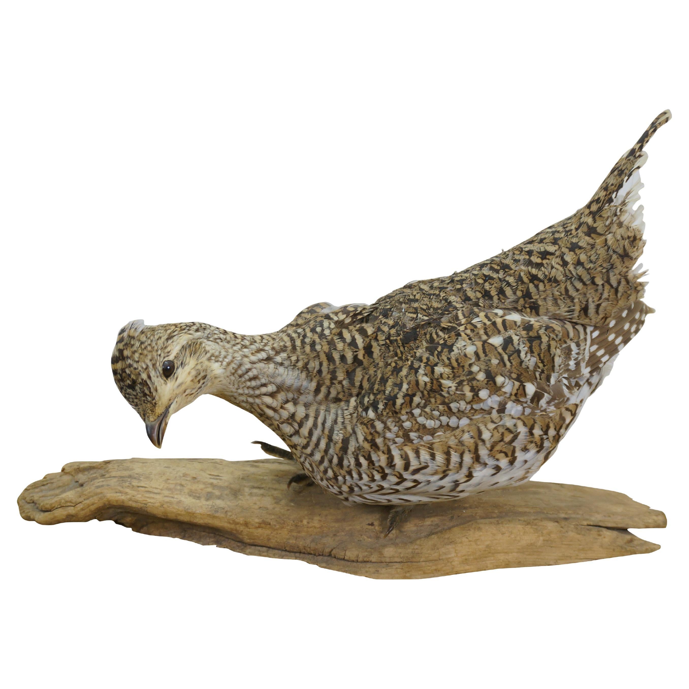 Vintage Sharptail Grouse Taxidermy Ptarmigan Pheasant Bird Mount 14"