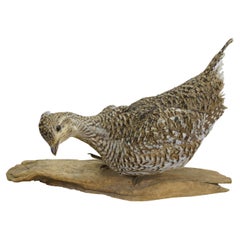 Vintage Sharptail Grouse Taxidermy Ptarmigan Pheasant Bird Mount 14"