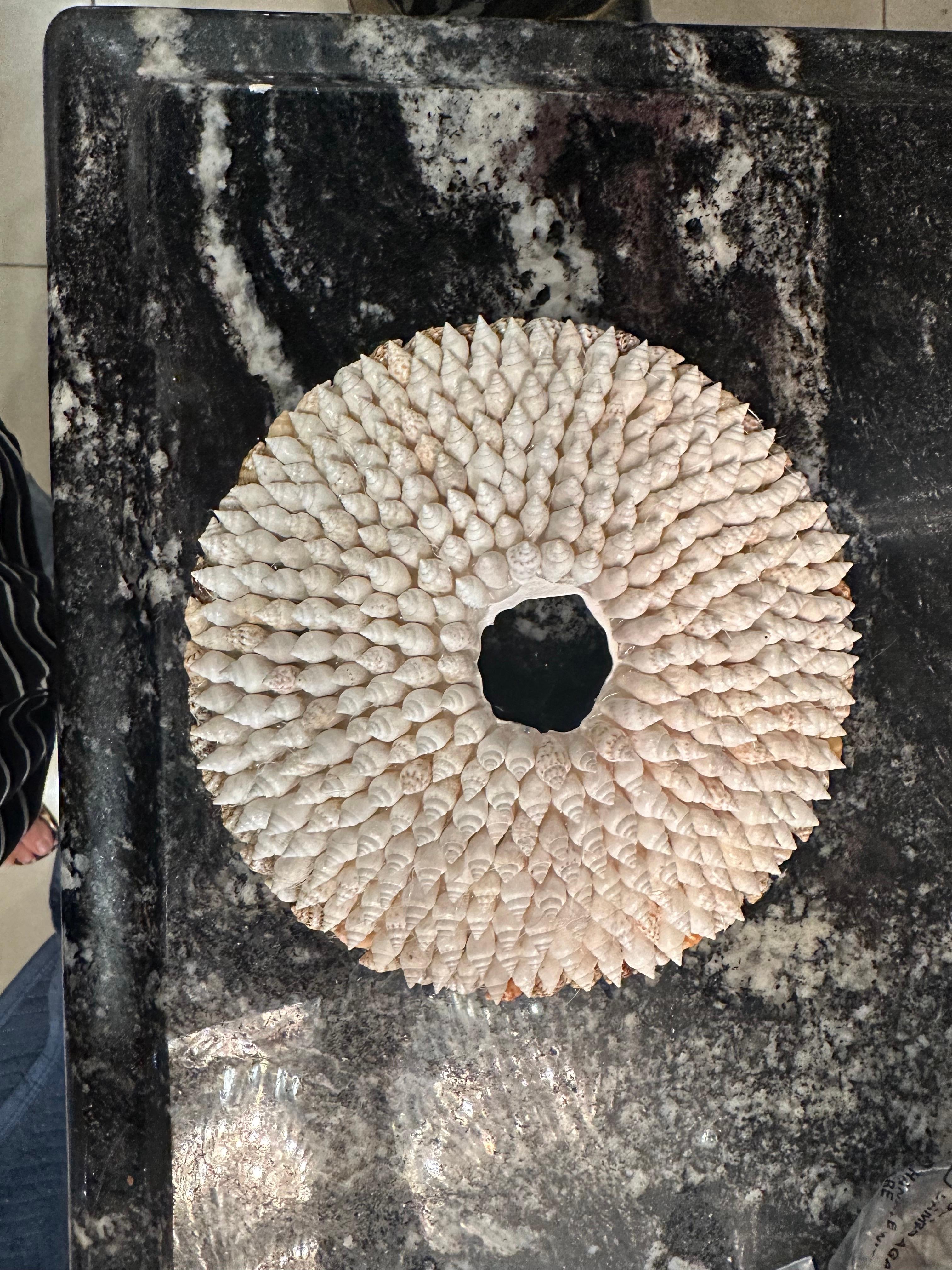 Hollywood Regency Vintage Shell Seashell Encrusted Coastal Palm Beach 12 Light Chandelier