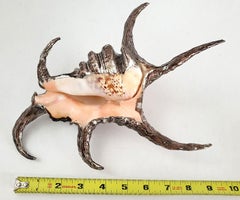 Seashell shell Table Sculpture, Partially Silver Dipped, 1990s