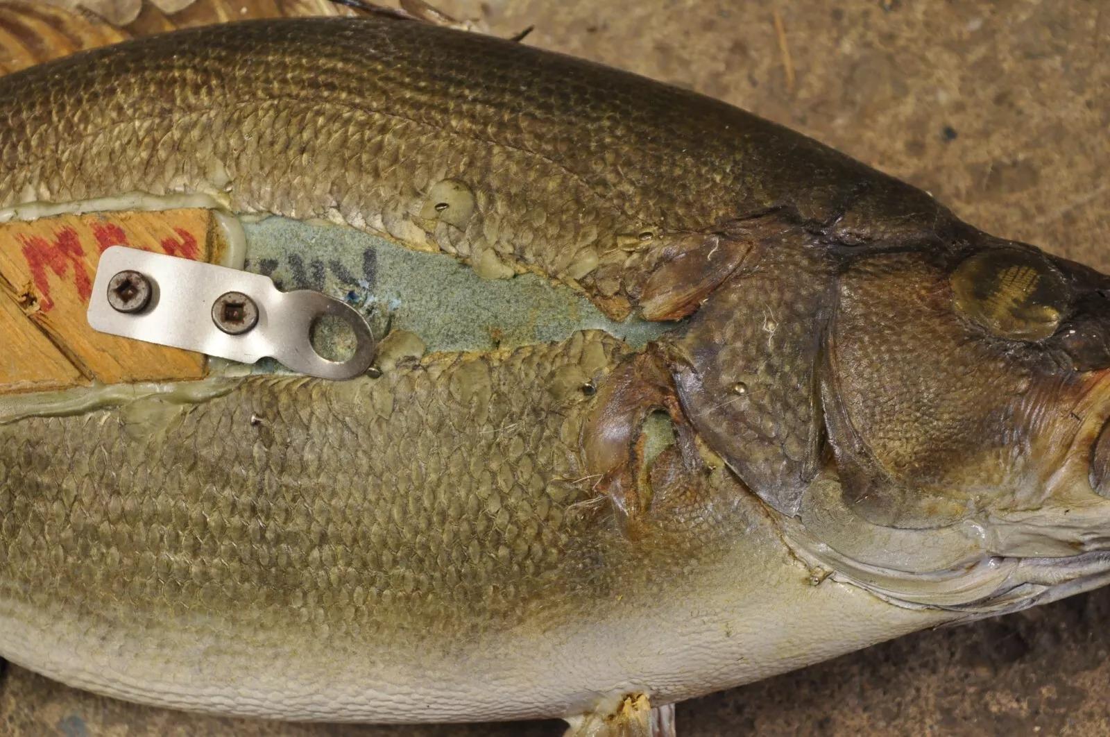 Vintage Smallmouth Bass Fish Wall Mount Taxidermy Real Skin Fishing Wall Decor For Sale 3