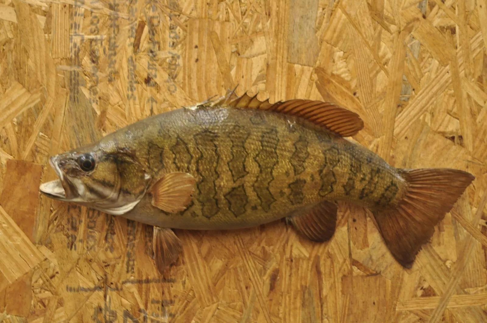 Vintage Smallmouth Bass Fish Wall Mount Taxidermy Real Skin Fishing Wall Decor For Sale 4