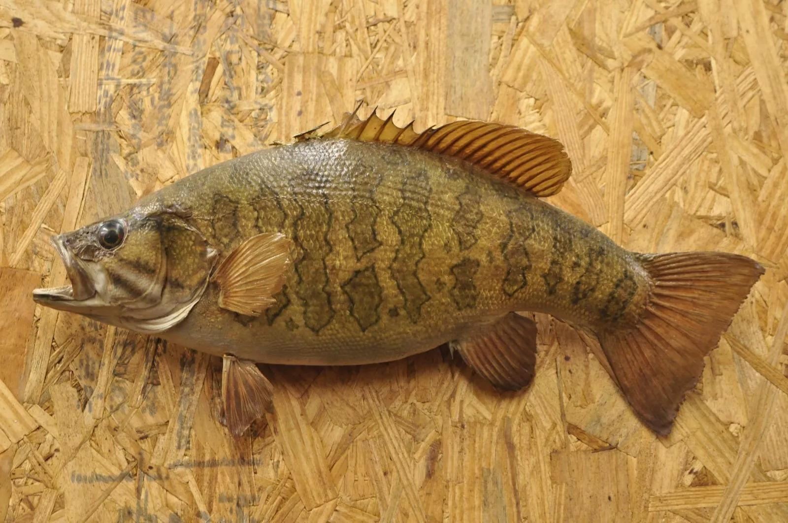 Vintage Smallmouth Bass Fish Wall Mount Taxidermy Real Skin Fishing Wall Decor. Circa Mid 20th Century. Measurements (Overall): 7