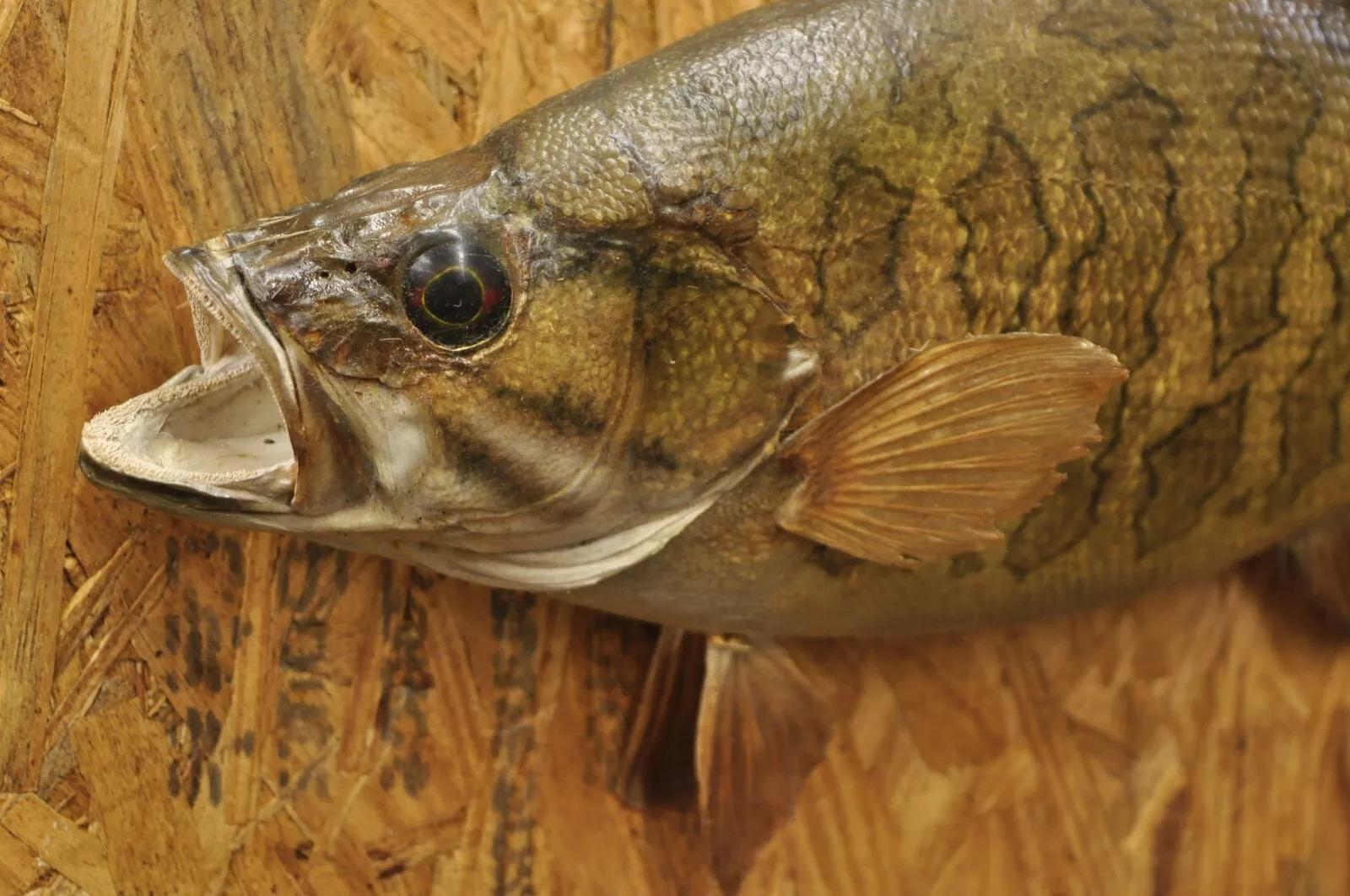 Rustic Vintage Smallmouth Bass Fish Wall Mount Taxidermy Real Skin Fishing Wall Decor For Sale