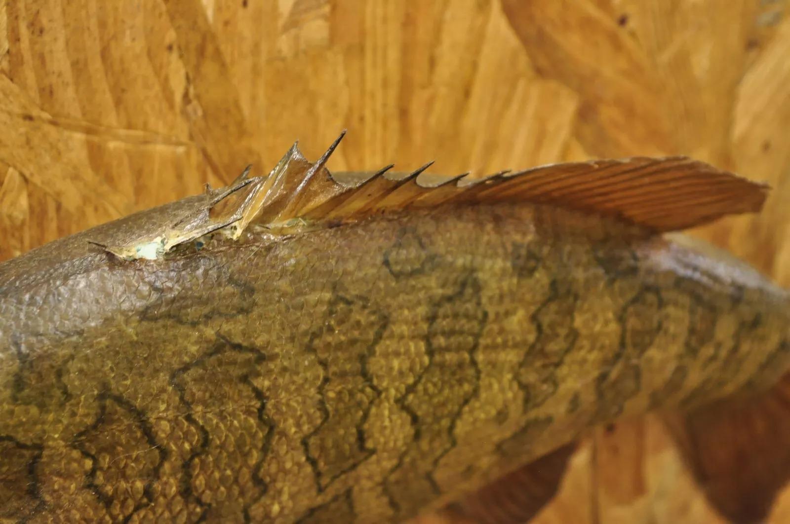 Unknown Vintage Smallmouth Bass Fish Wall Mount Taxidermy Real Skin Fishing Wall Decor For Sale