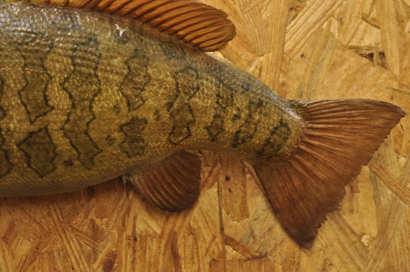 Vintage Smallmouth Bass Fish Wall Mount Taxidermy Real Skin Fishing Wall Decor In Good Condition For Sale In Philadelphia, PA