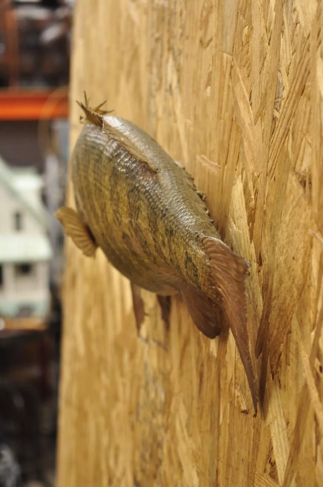 20th Century Vintage Smallmouth Bass Fish Wall Mount Taxidermy Real Skin Fishing Wall Decor For Sale
