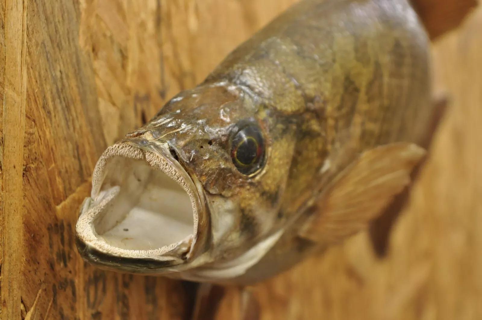 Animal Skin Vintage Smallmouth Bass Fish Wall Mount Taxidermy Real Skin Fishing Wall Decor For Sale