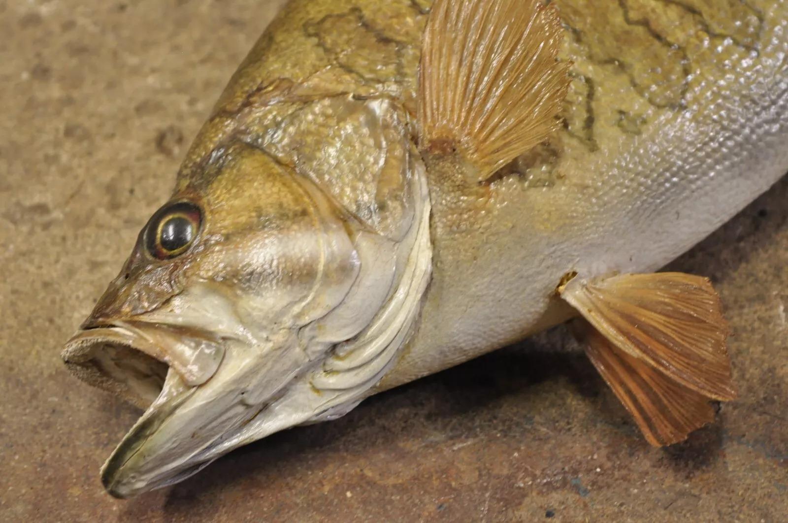 Vintage Smallmouth Bass Fish Wall Mount Taxidermy Real Skin Fishing Wall Decor For Sale 1