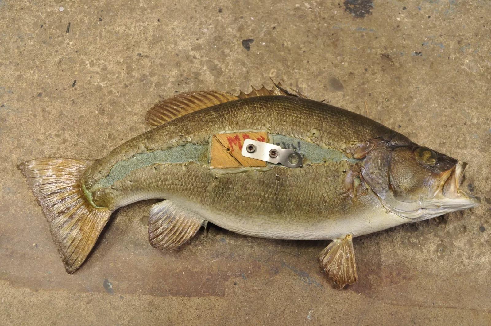 Vintage Smallmouth Bass Fish Wall Mount Taxidermy Real Skin Fishing Wall Decor For Sale 2