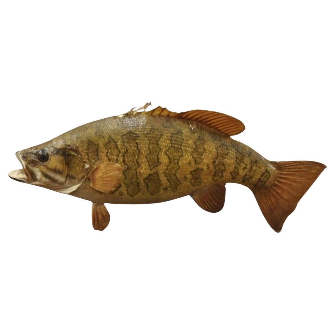 Vintage Smallmouth Bass Fish Wall Mount Taxidermy Real Skin Fishing Wall Decor