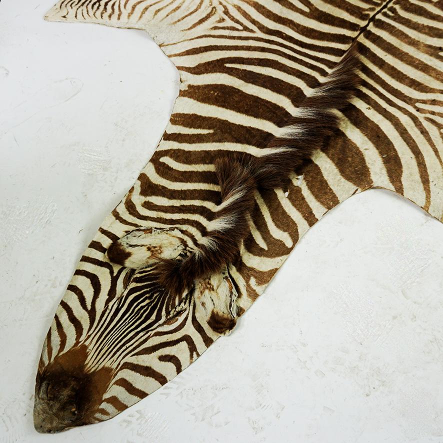 Rustic Vintage South African Zebra Hide