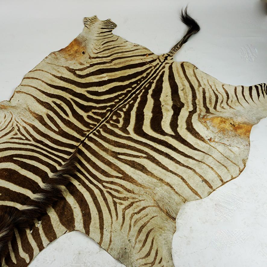 Vintage South African Zebra Hide In Good Condition In Vienna, AT