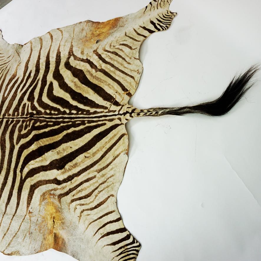 Late 20th Century Vintage South African Zebra Hide