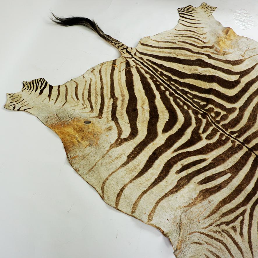 Vintage South African Zebra Hide 1