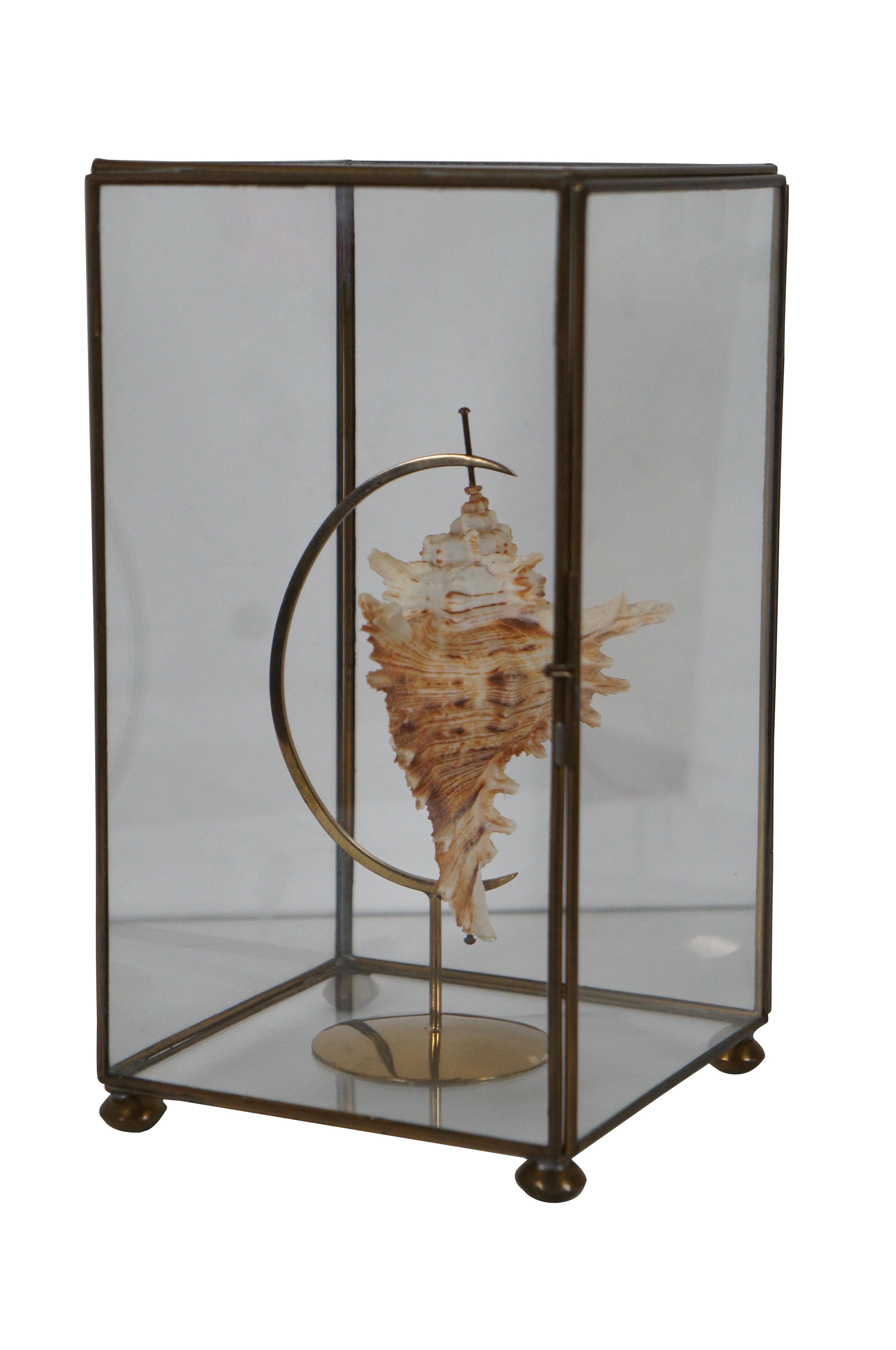Vintage brass and glass display case / casket containing an ivory and copper colored spiked conch shell on a brass crescent stand. 

Crescent stand is labeled for an Ancilla velesiana from Australia.

Measures: 5” x 5” x 9” / Shell - 3.5” x