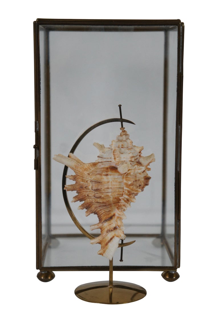 Vintage Spiked Conch Shell Brass Stand Glass Showcase Curio Casket
