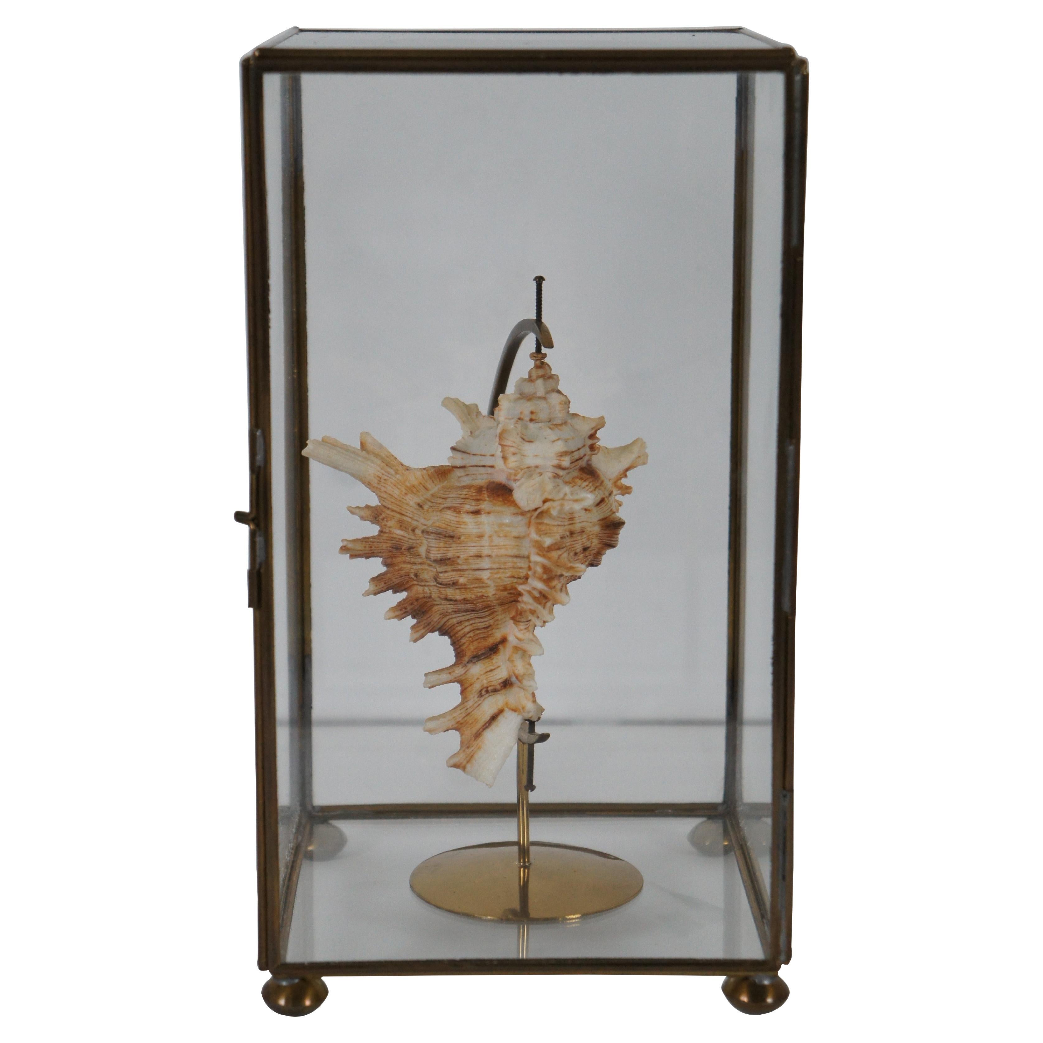 Vintage Spiked Conch Shell Brass Stand Glass Showcase Curio Casket Display For Sale