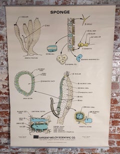 Vintage Sponge Educational Chart