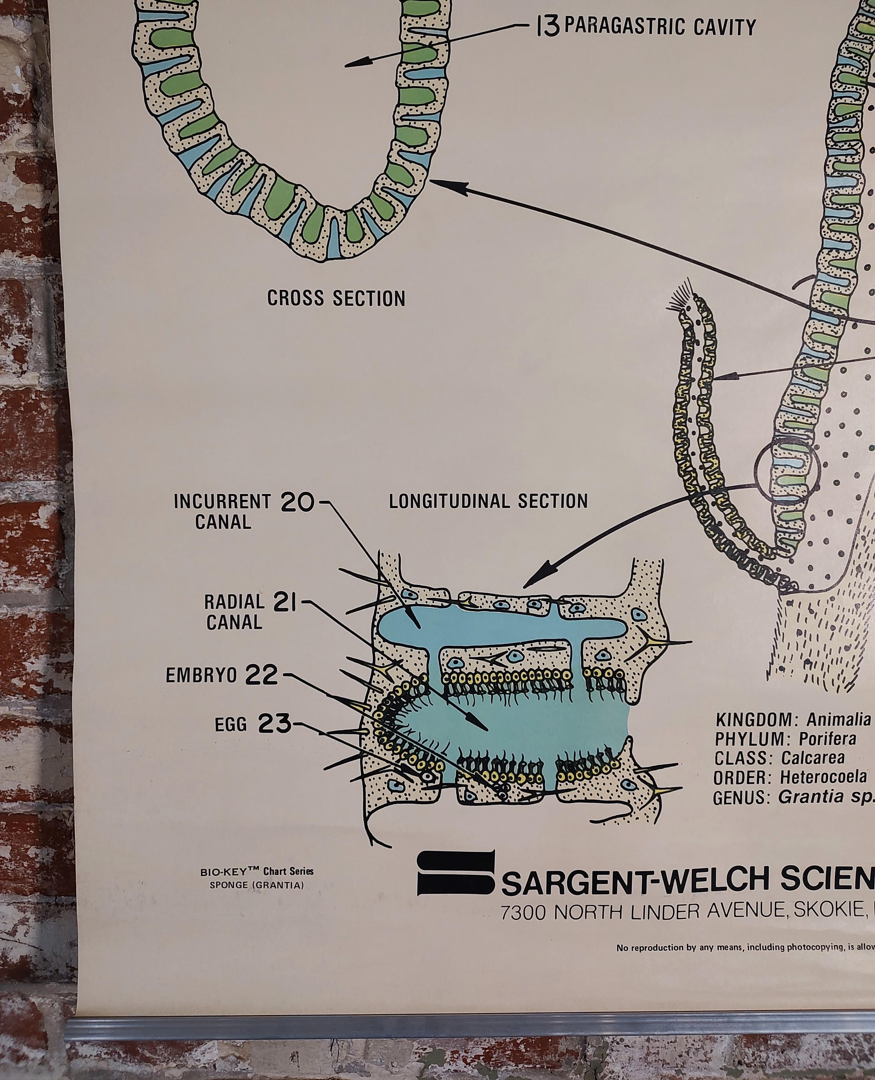 Vintage Sponge Educational Chart For Sale at 1stDibs