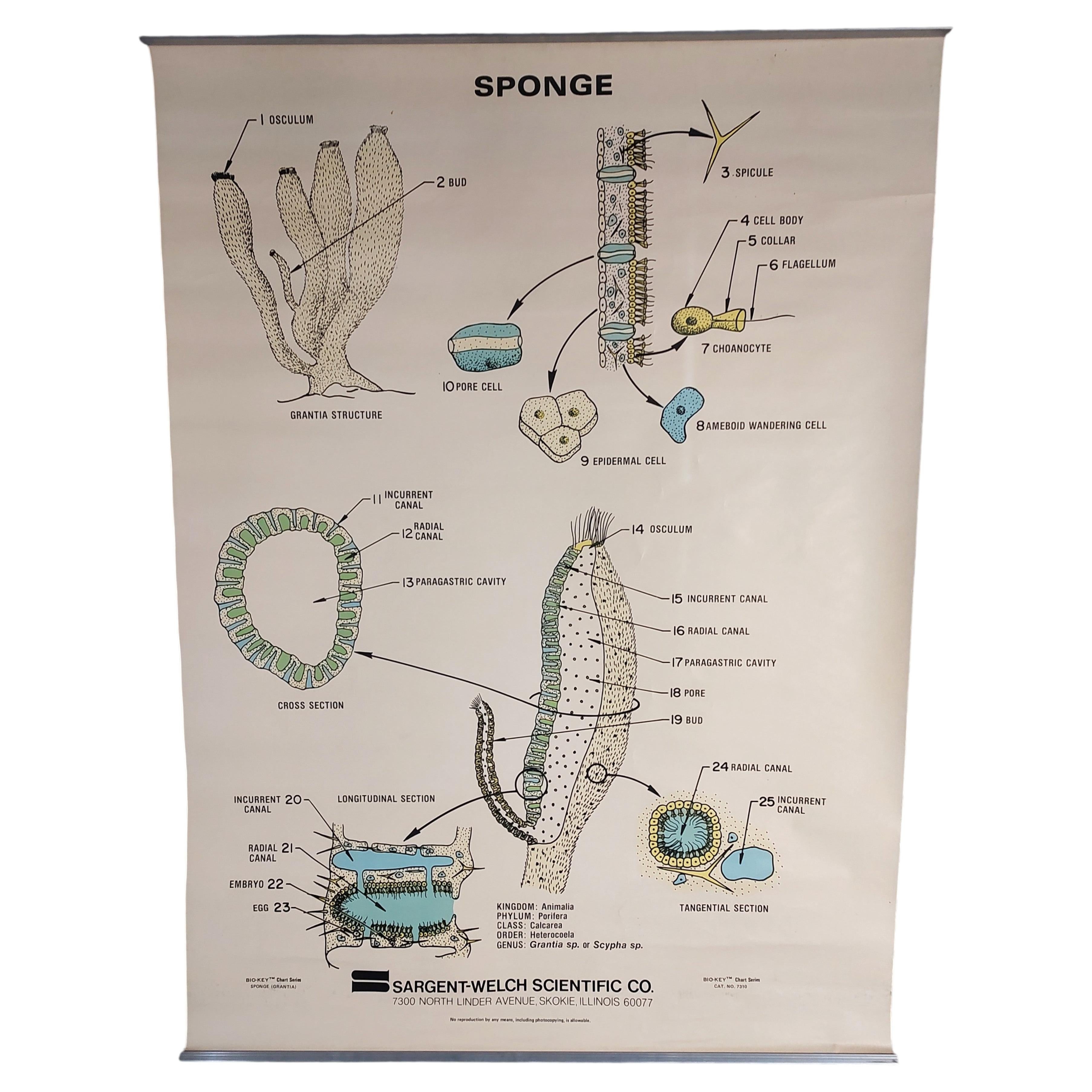 Vintage Sponge Educational Chart