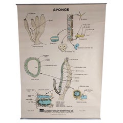 Vintage Sponge Educational Chart