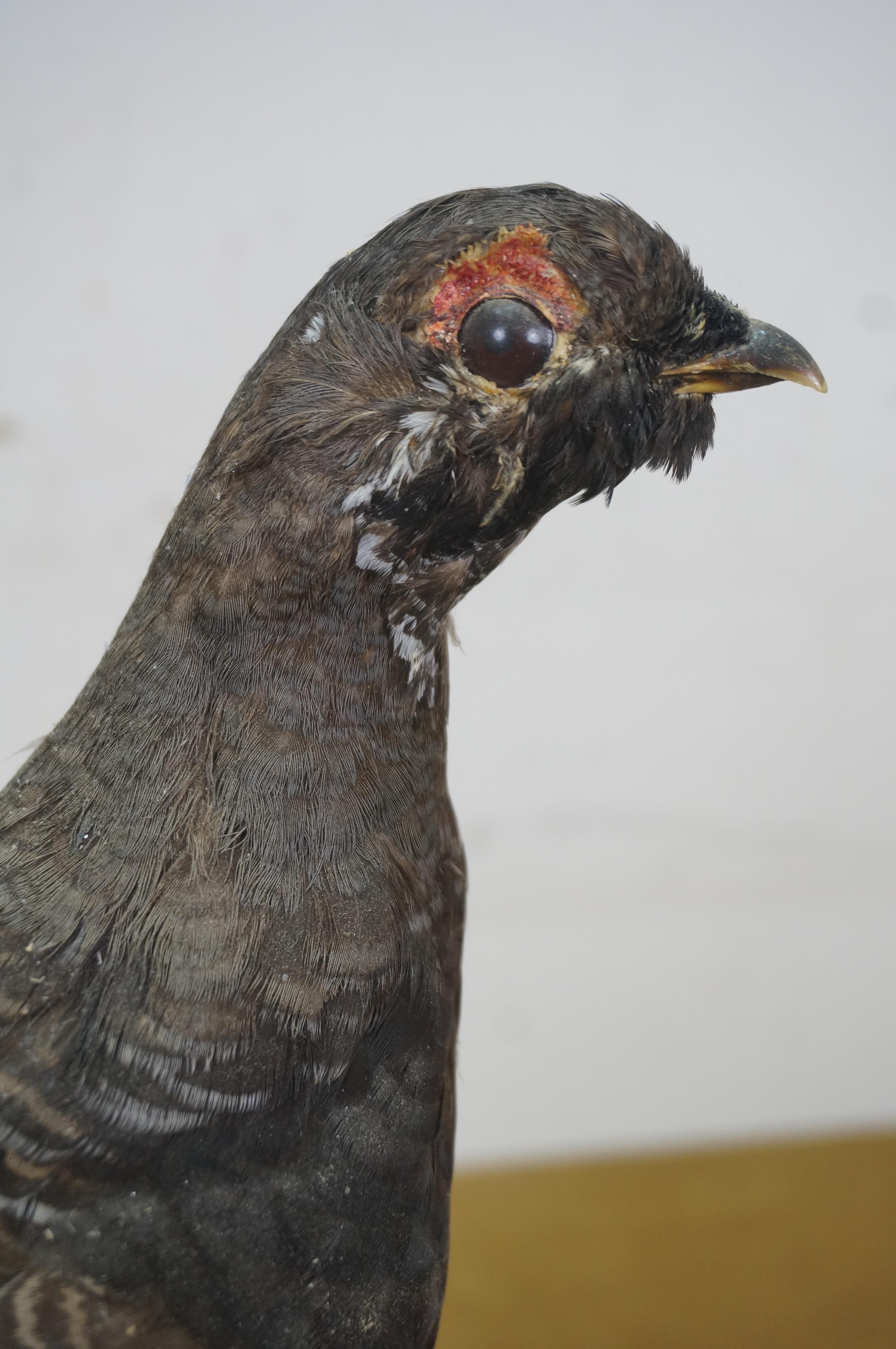 Vintage Spruce Grouse Taxidermy Ptarmigan Pheasant Bird Mount 14