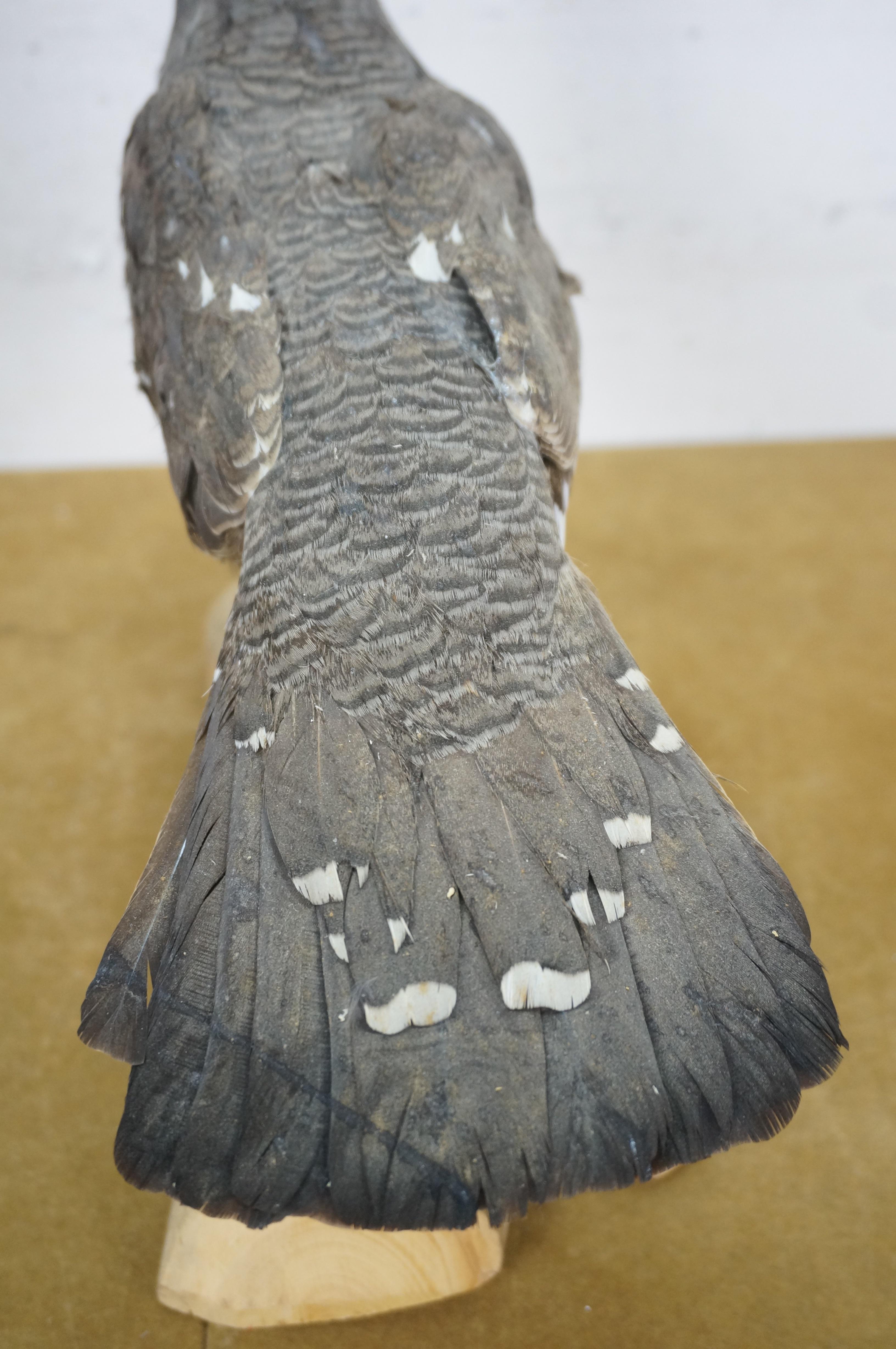 Vintage Spruce Grouse Taxidermy Ptarmigan Pheasant Bird Mount 14