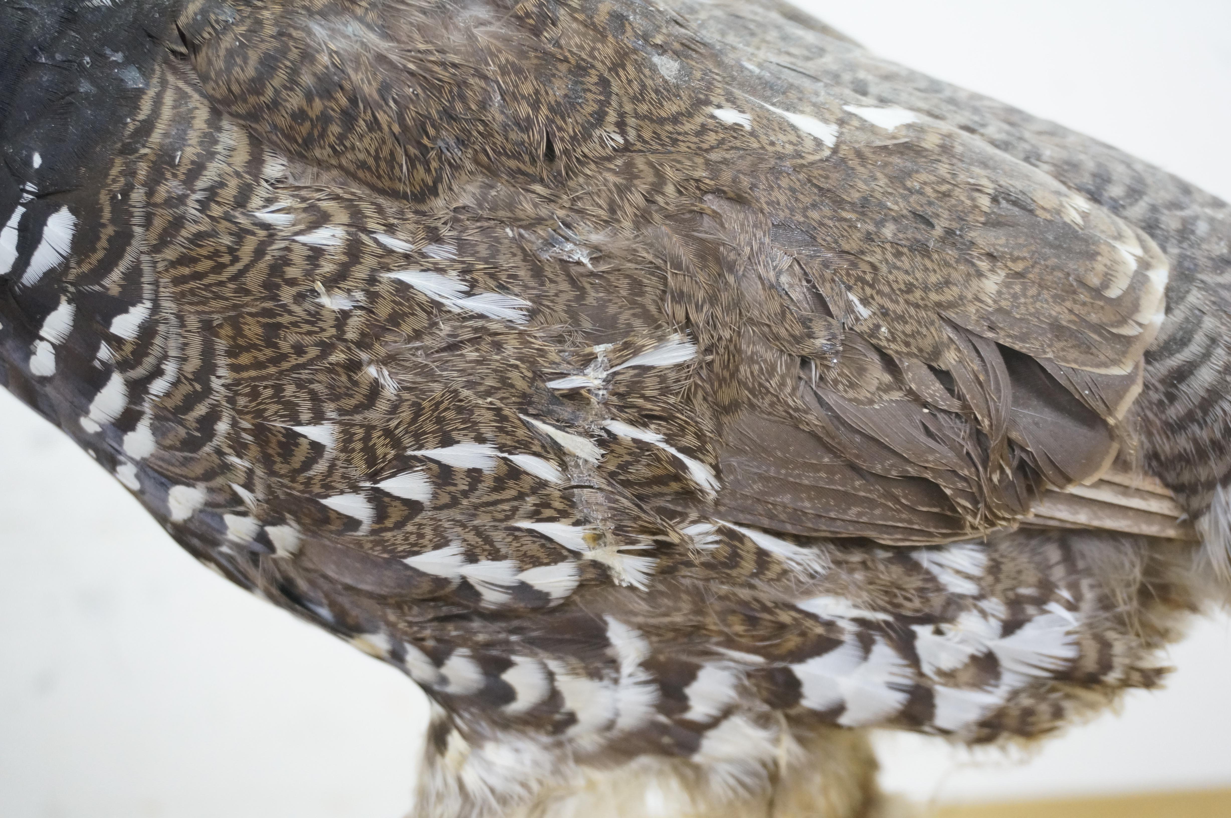 Vintage Spruce Grouse Taxidermy Ptarmigan Pheasant Bird Mount 14