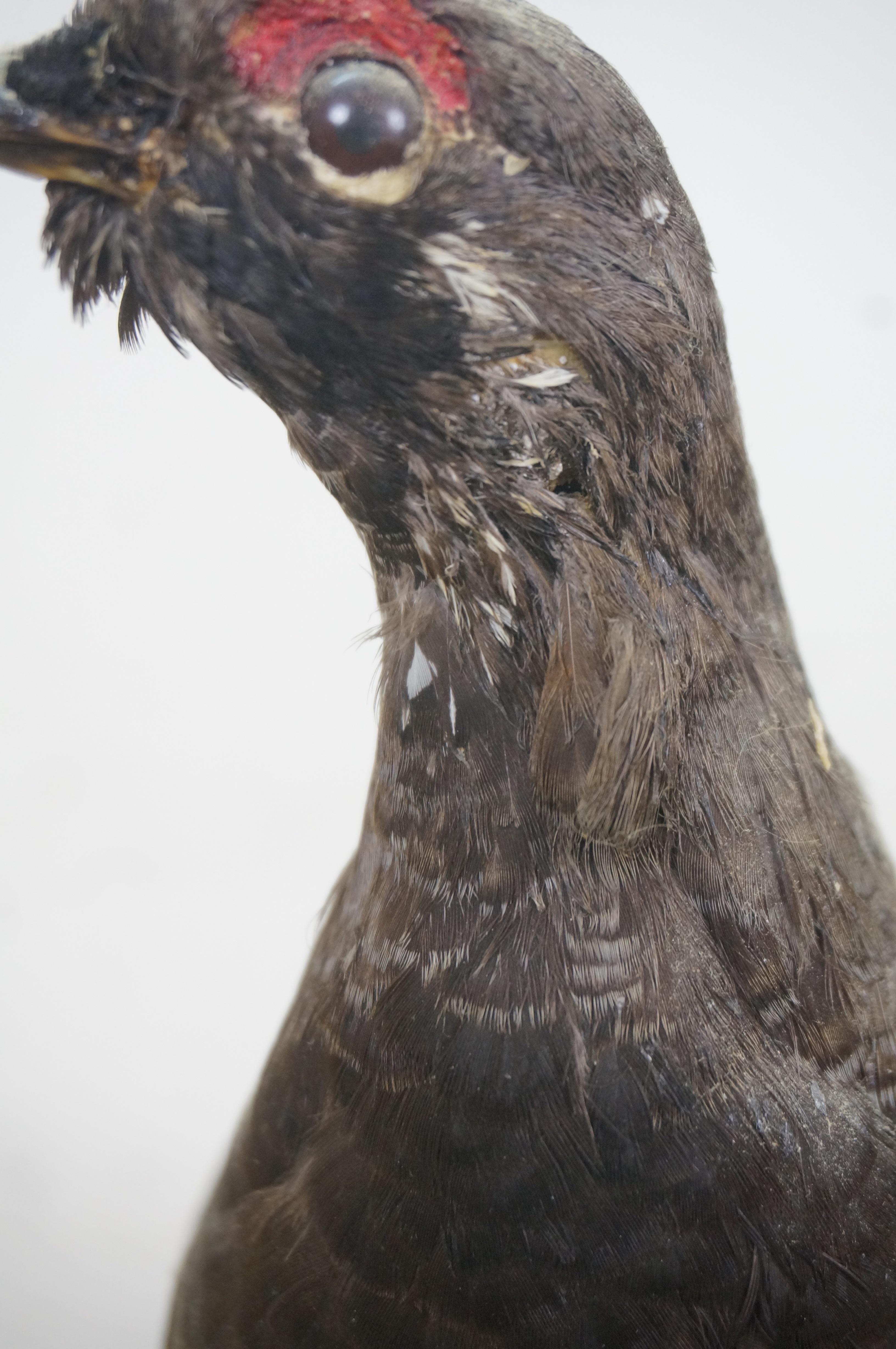 Vintage Spruce Grouse Taxidermy Ptarmigan Pheasant Bird Mount 14