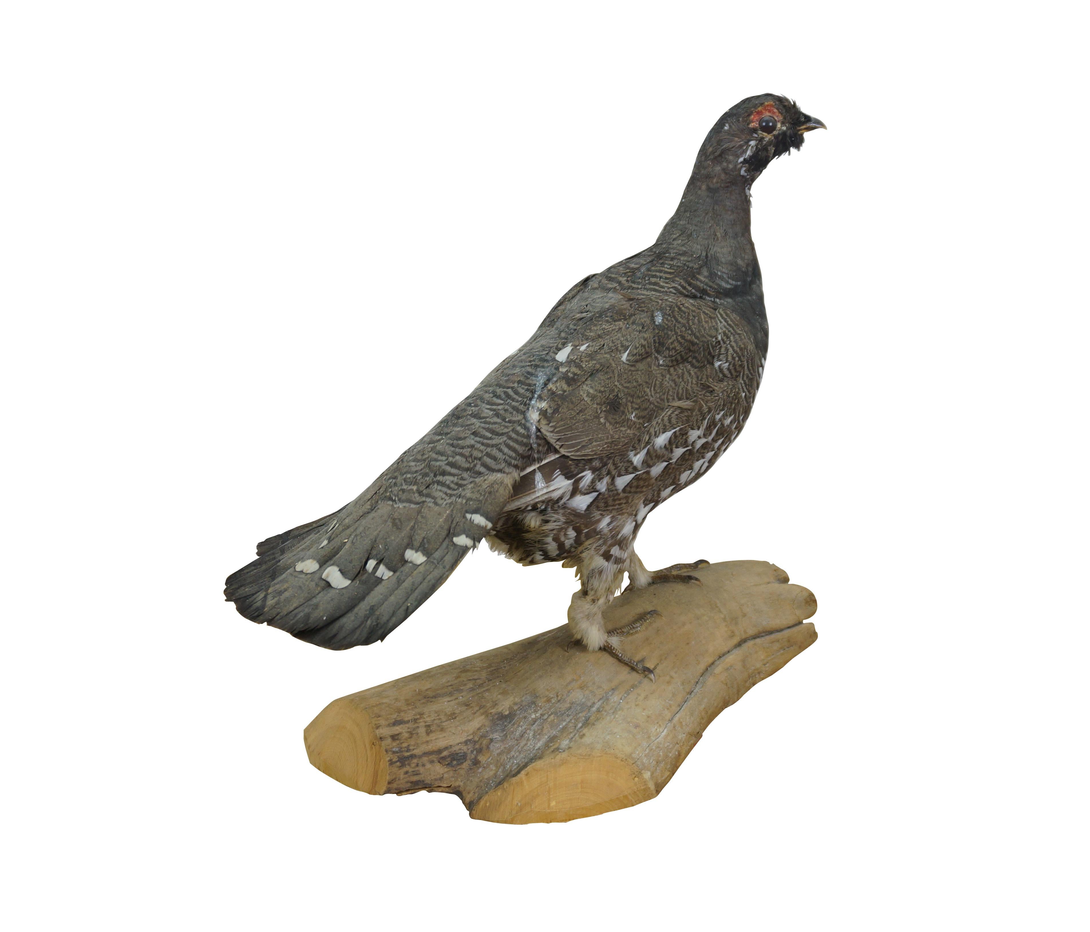 Vintage Spruce Grouse game bird taxidermy mount on driftwood base.

Dimensions:
14
