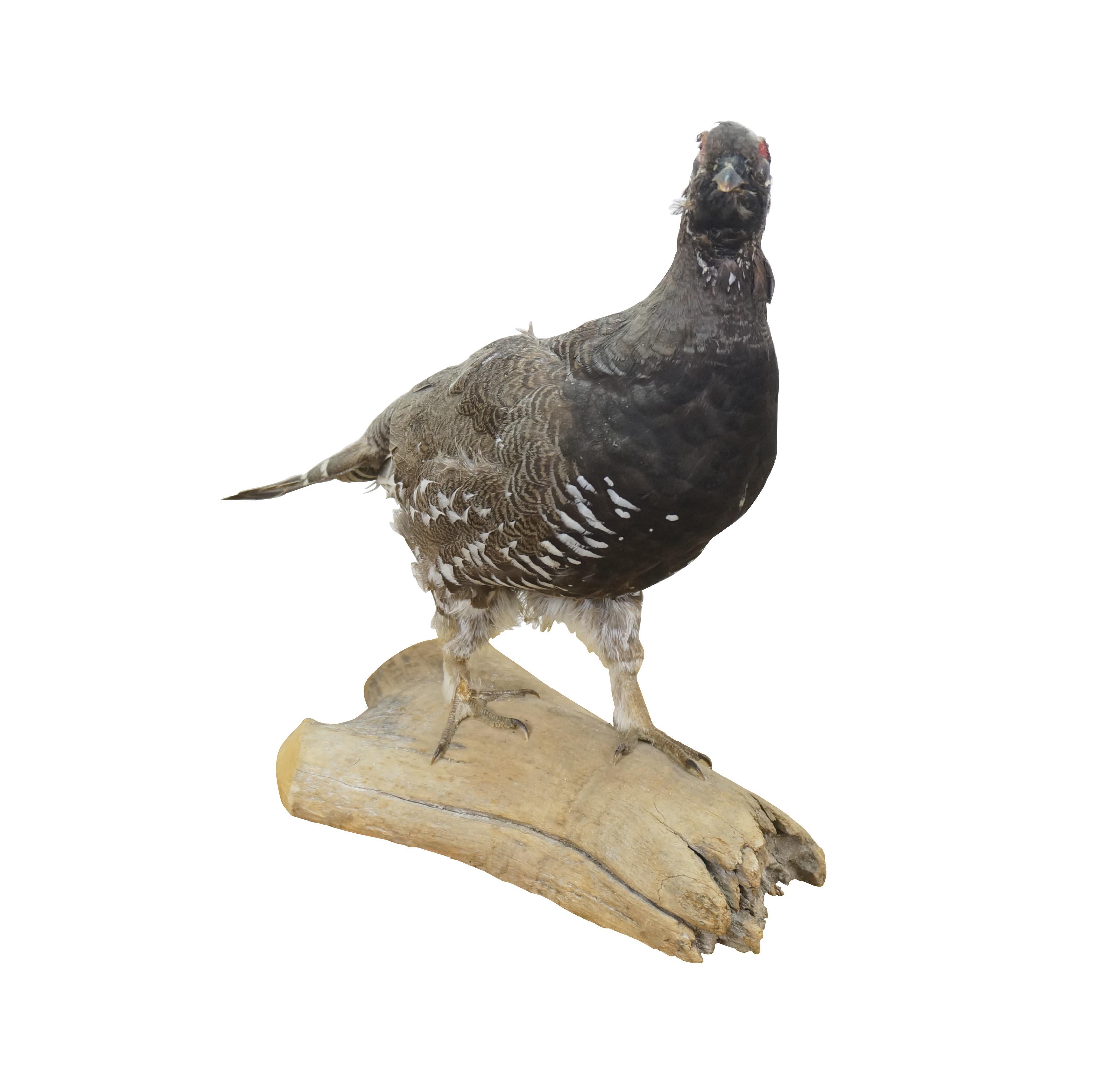 Country Vintage Spruce Grouse Taxidermy Ptarmigan Pheasant Bird Mount 14