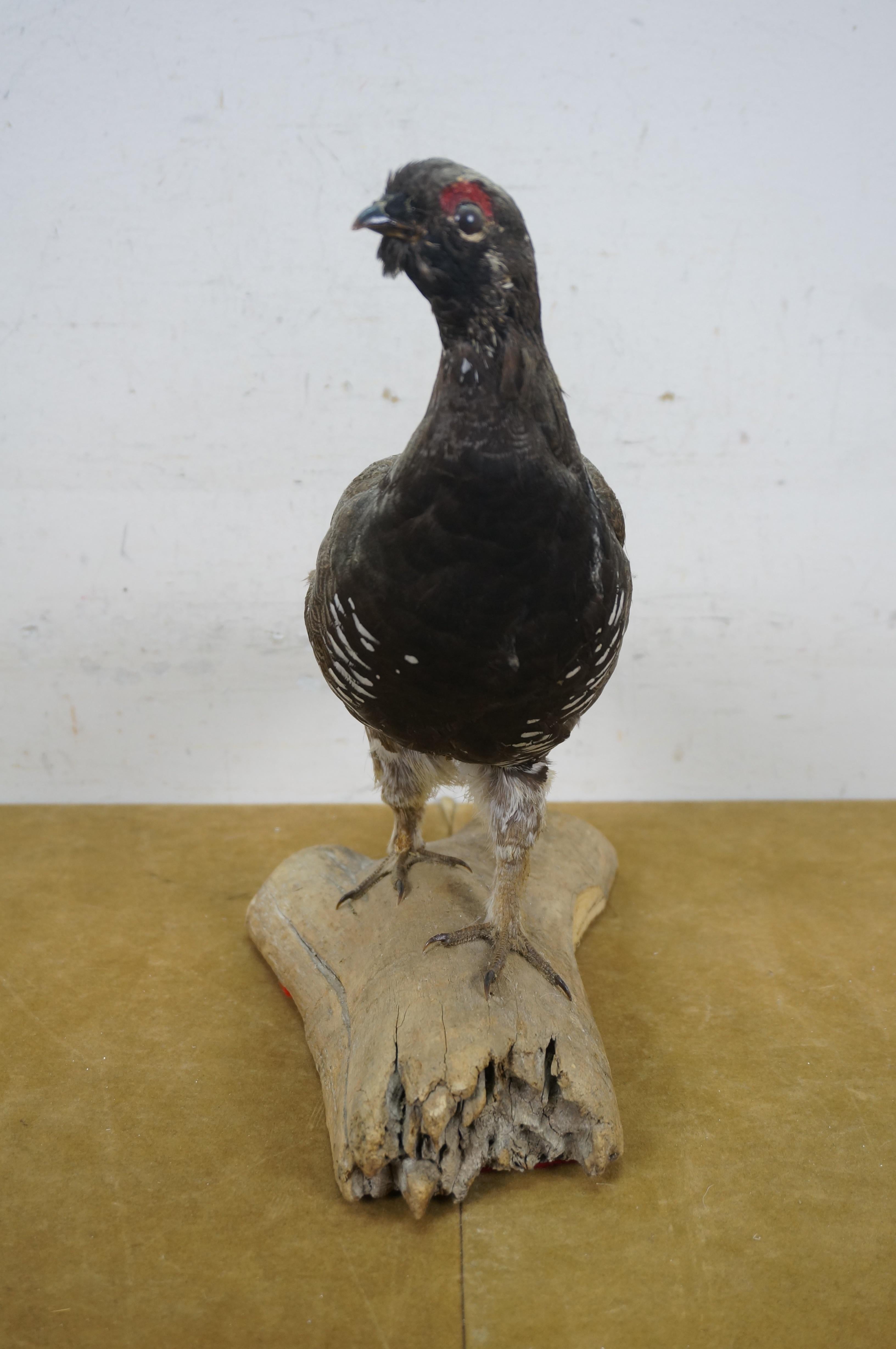 American Vintage Spruce Grouse Taxidermy Ptarmigan Pheasant Bird Mount 14