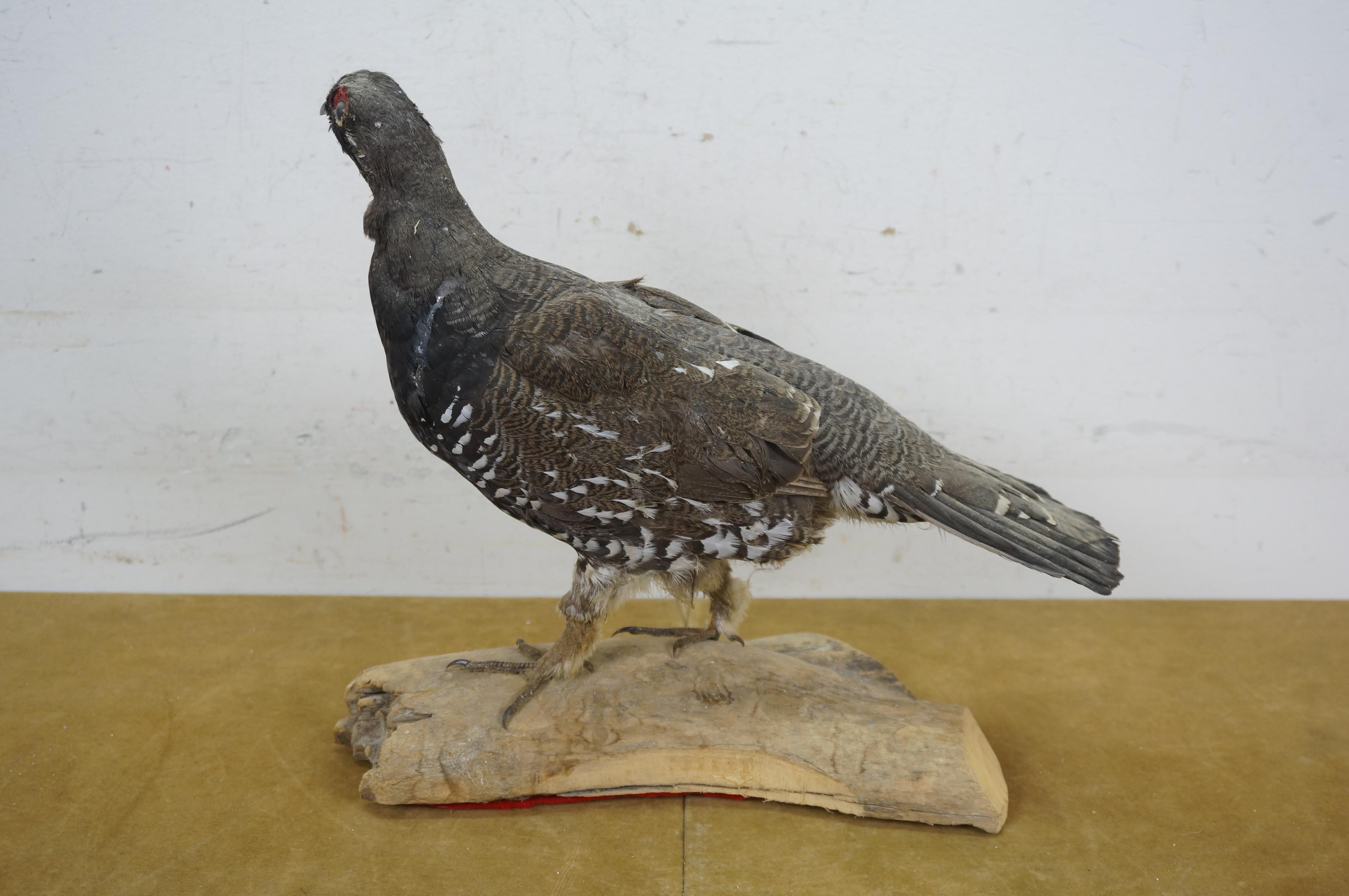 Vintage Spruce Grouse Taxidermy Ptarmigan Pheasant Bird Mount 14