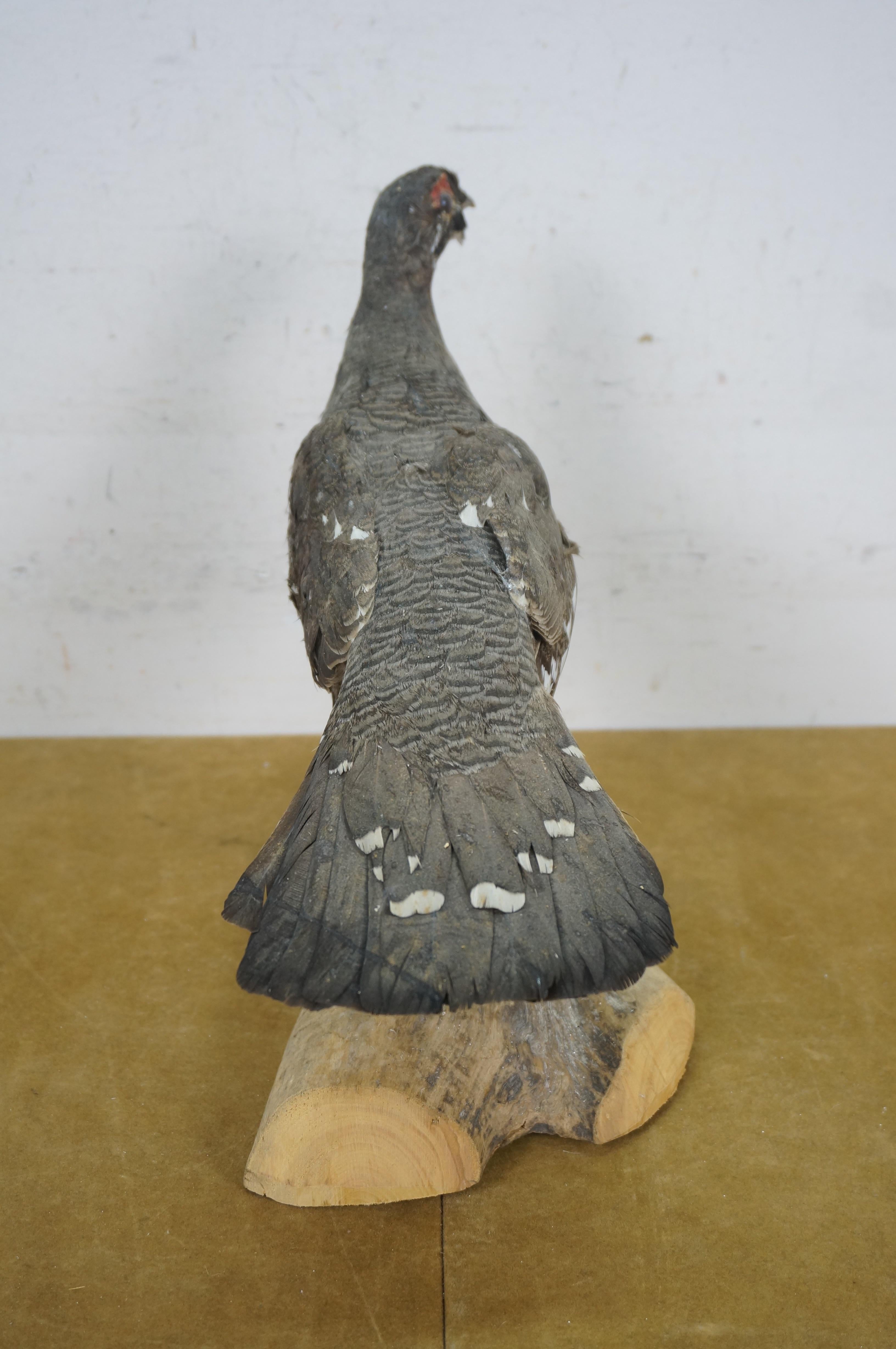 20th Century Vintage Spruce Grouse Taxidermy Ptarmigan Pheasant Bird Mount 14