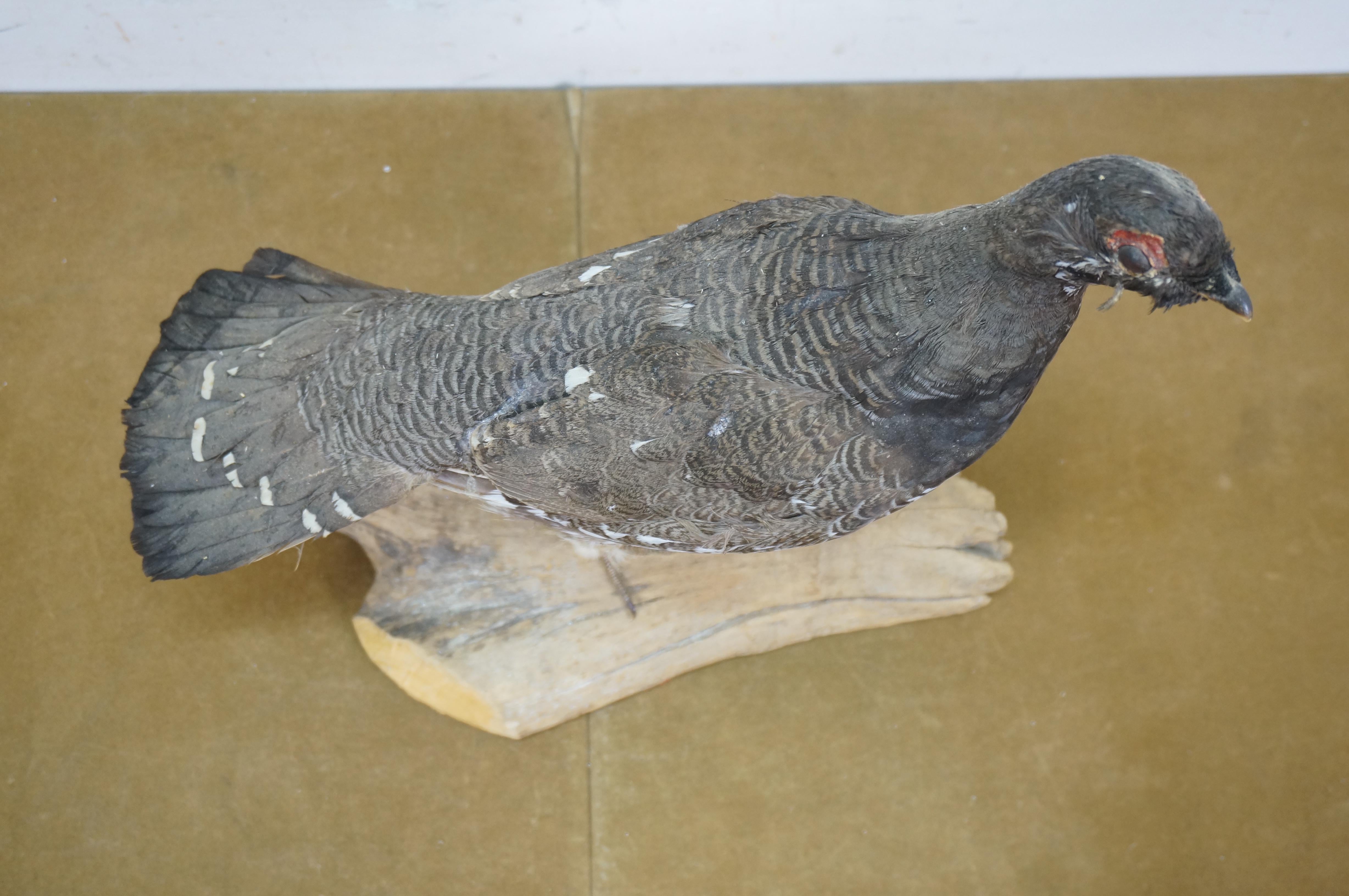 Feathers Vintage Spruce Grouse Taxidermy Ptarmigan Pheasant Bird Mount 14
