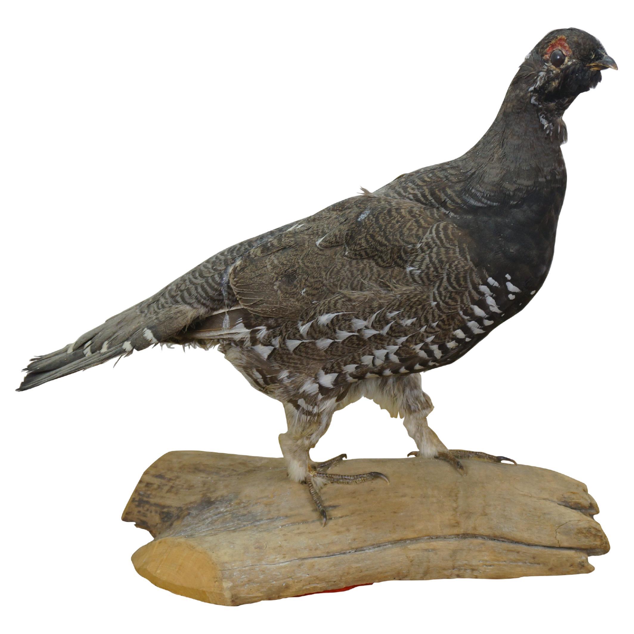 Vintage Spruce Grouse Taxidermy Ptarmigan Pheasant Bird Mount 14"