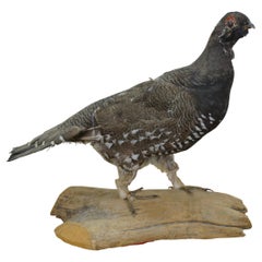 Vintage Spruce Grouse Taxidermy Ptarmigan Pheasant Bird Mount 14"