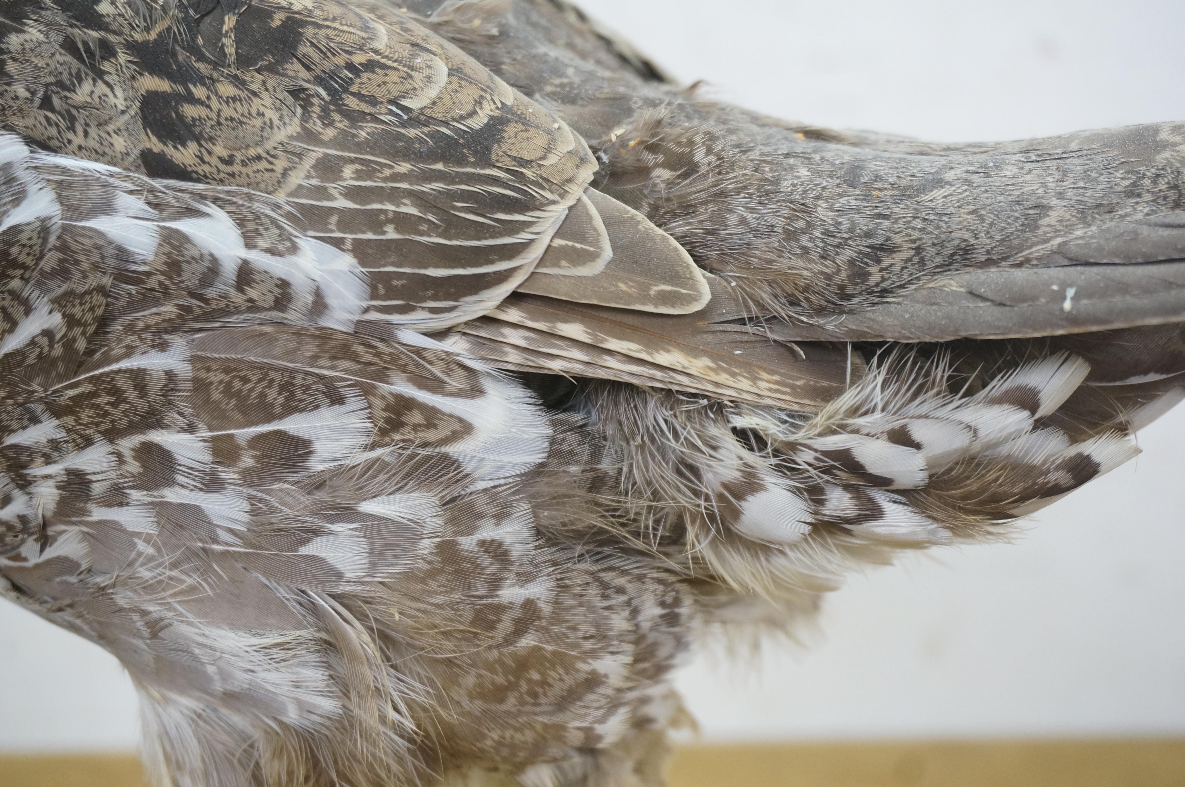 Vintage Spruce Grouse Taxidermy Ptarmigan Pheasant Bird Mount 17