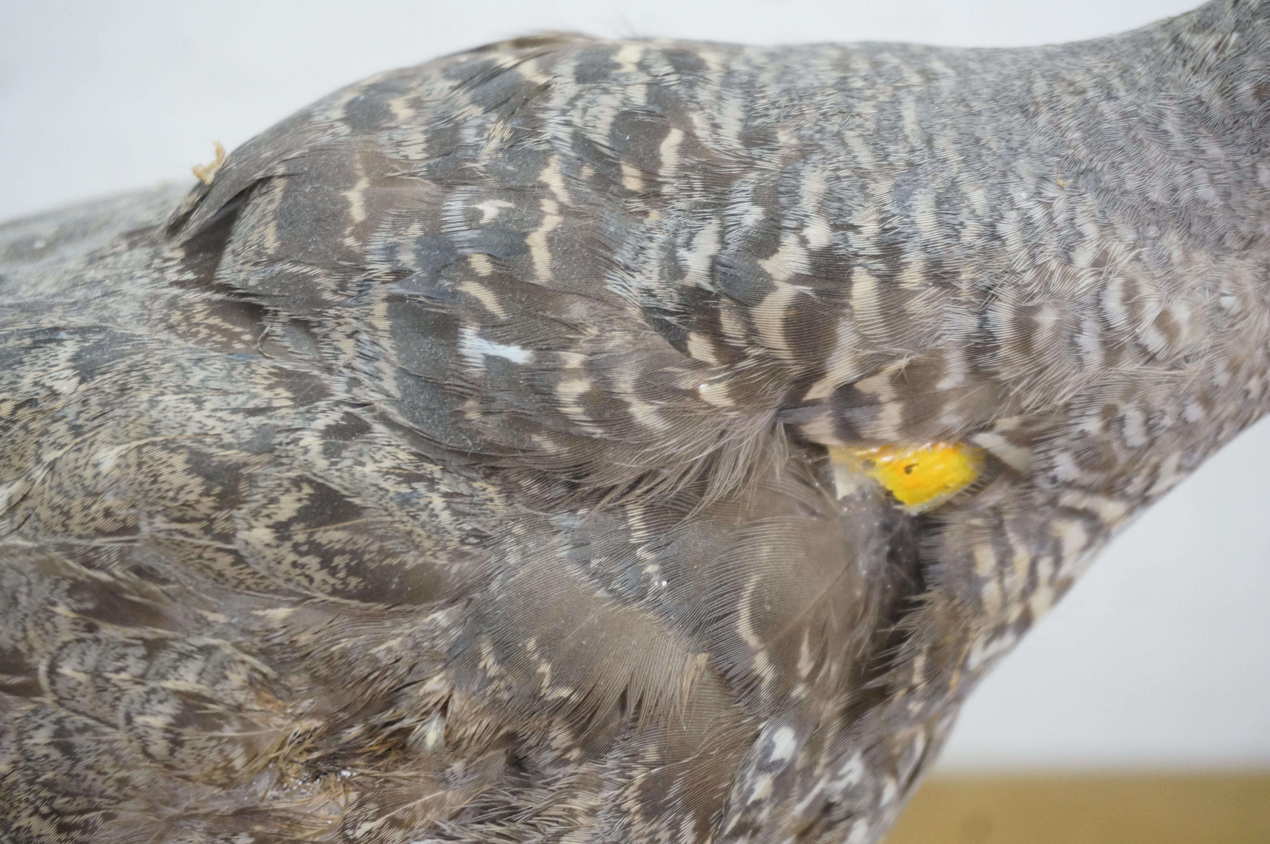 Vintage Spruce Grouse Taxidermy Ptarmigan Pheasant Bird Mount 17