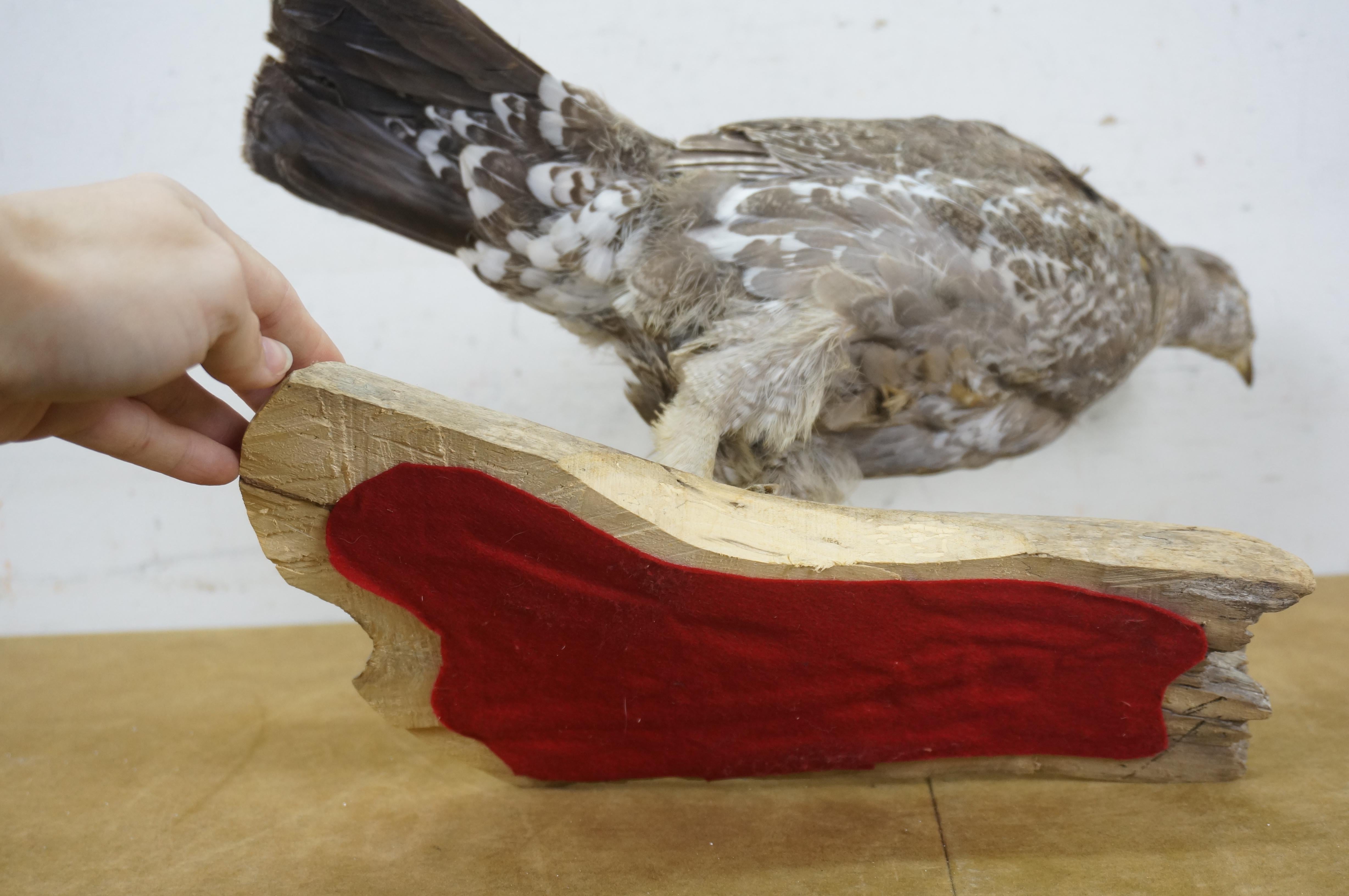 Vintage Spruce Grouse Taxidermy Ptarmigan Pheasant Bird Mount 17